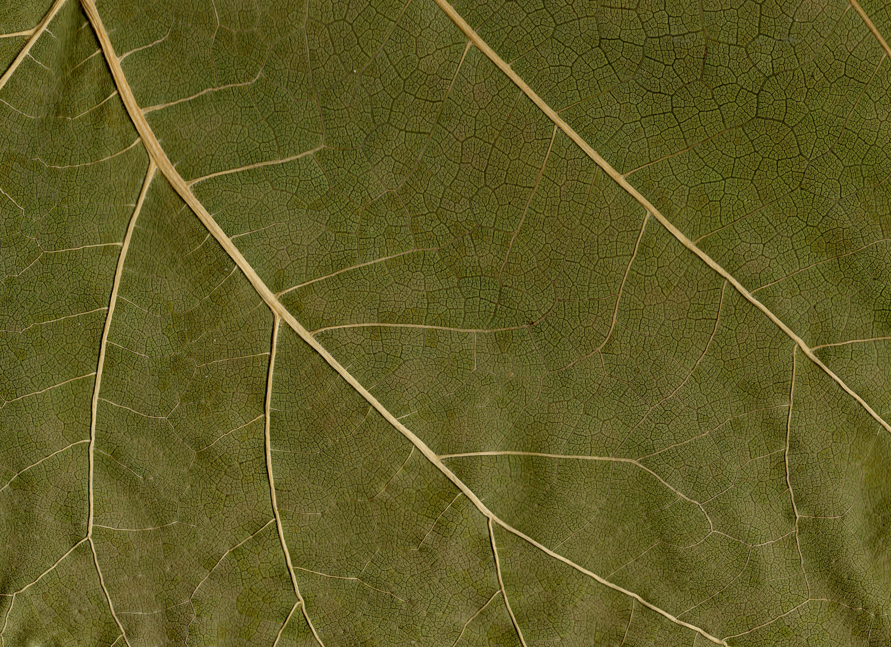 9 leaf textures | Texture Fabrik | Page 3000