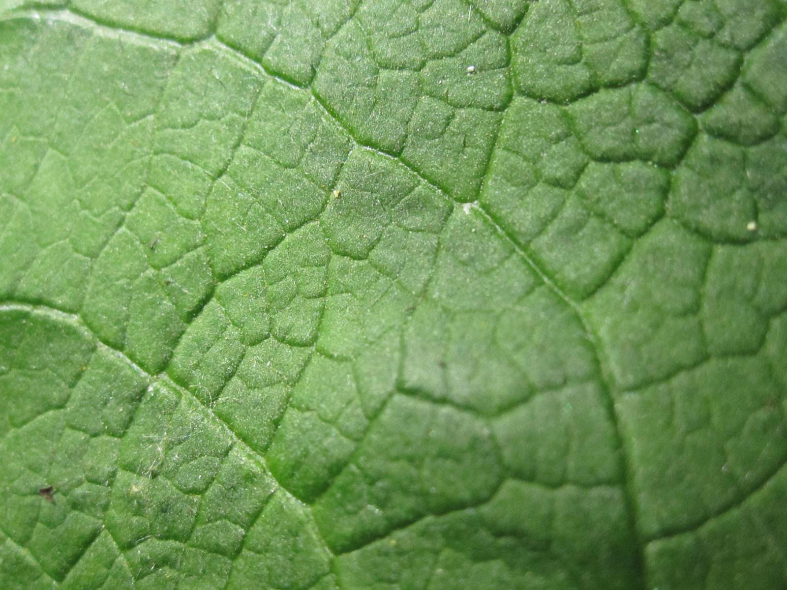 leaf texture green by Anilestock on DeviantArt