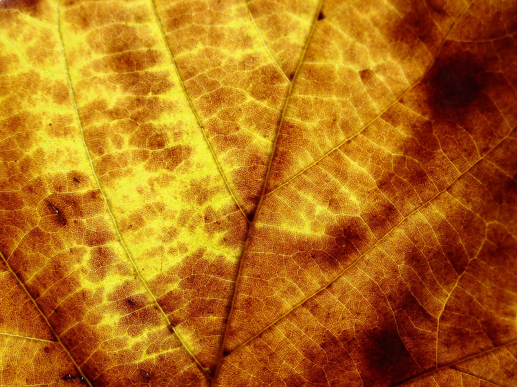 Free photo: Leaf texture - Brown, Detail, Golden - Free Download - Jooinn