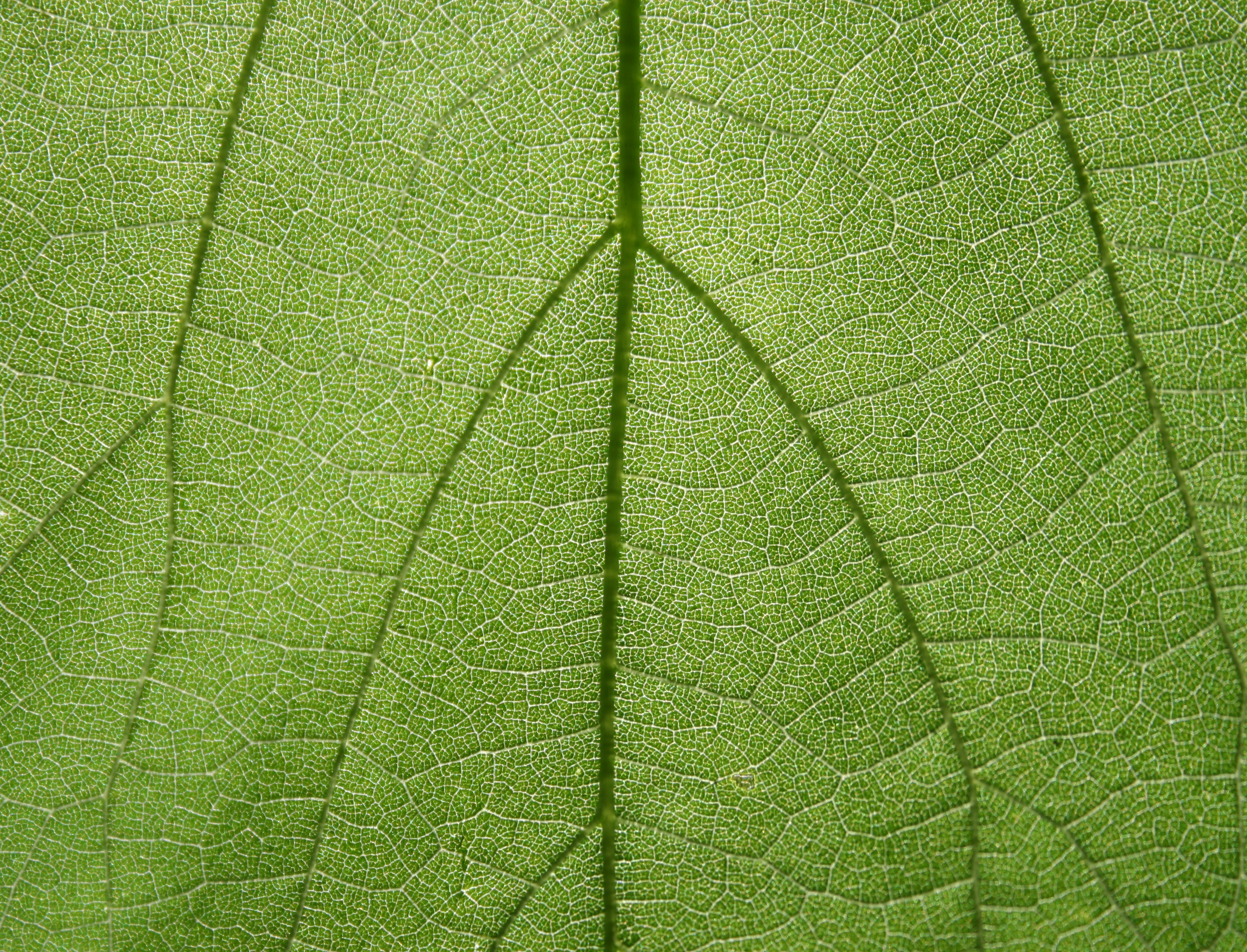 Текстура листка растения