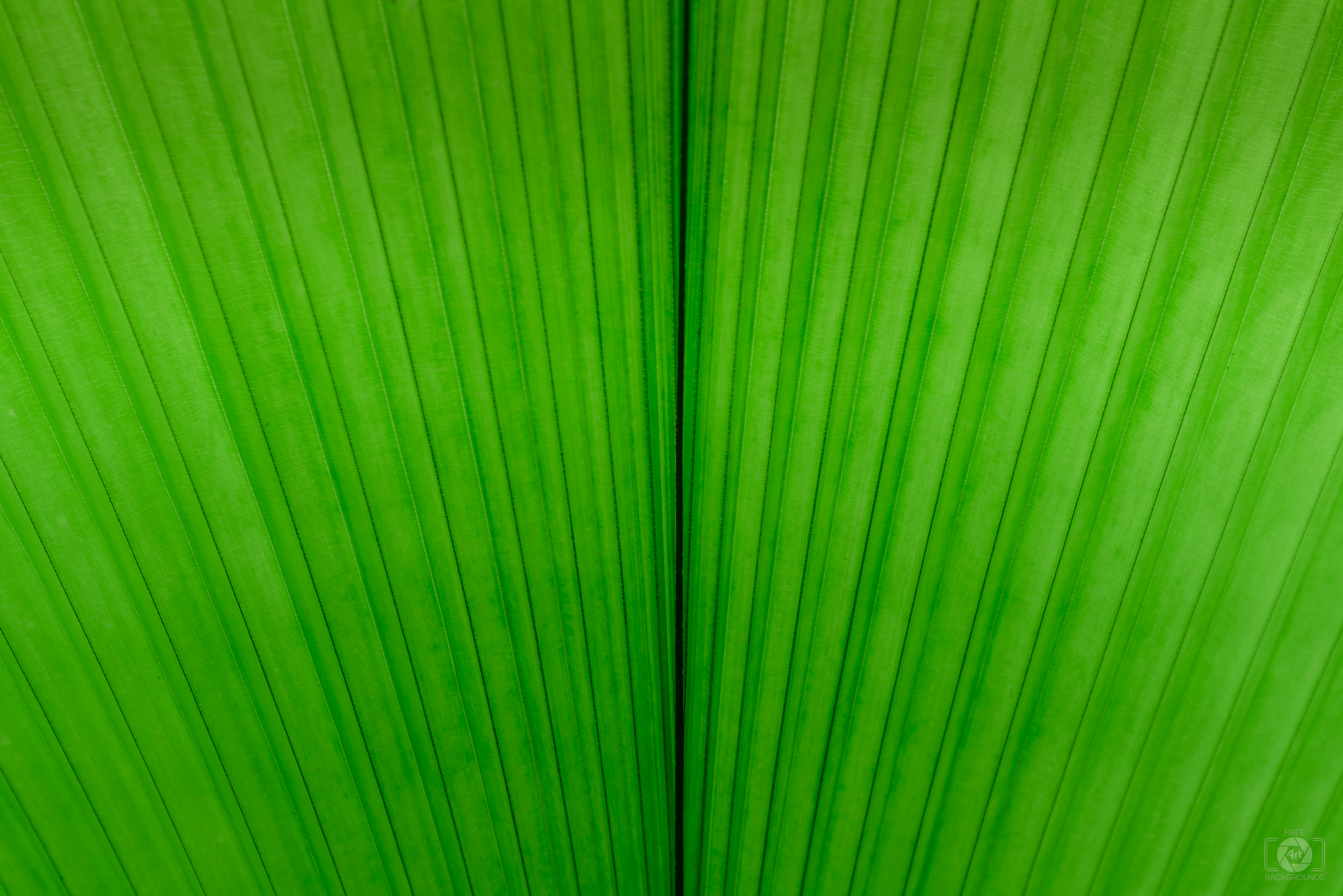 Green Leaf Texture - High-quality Free Backgrounds