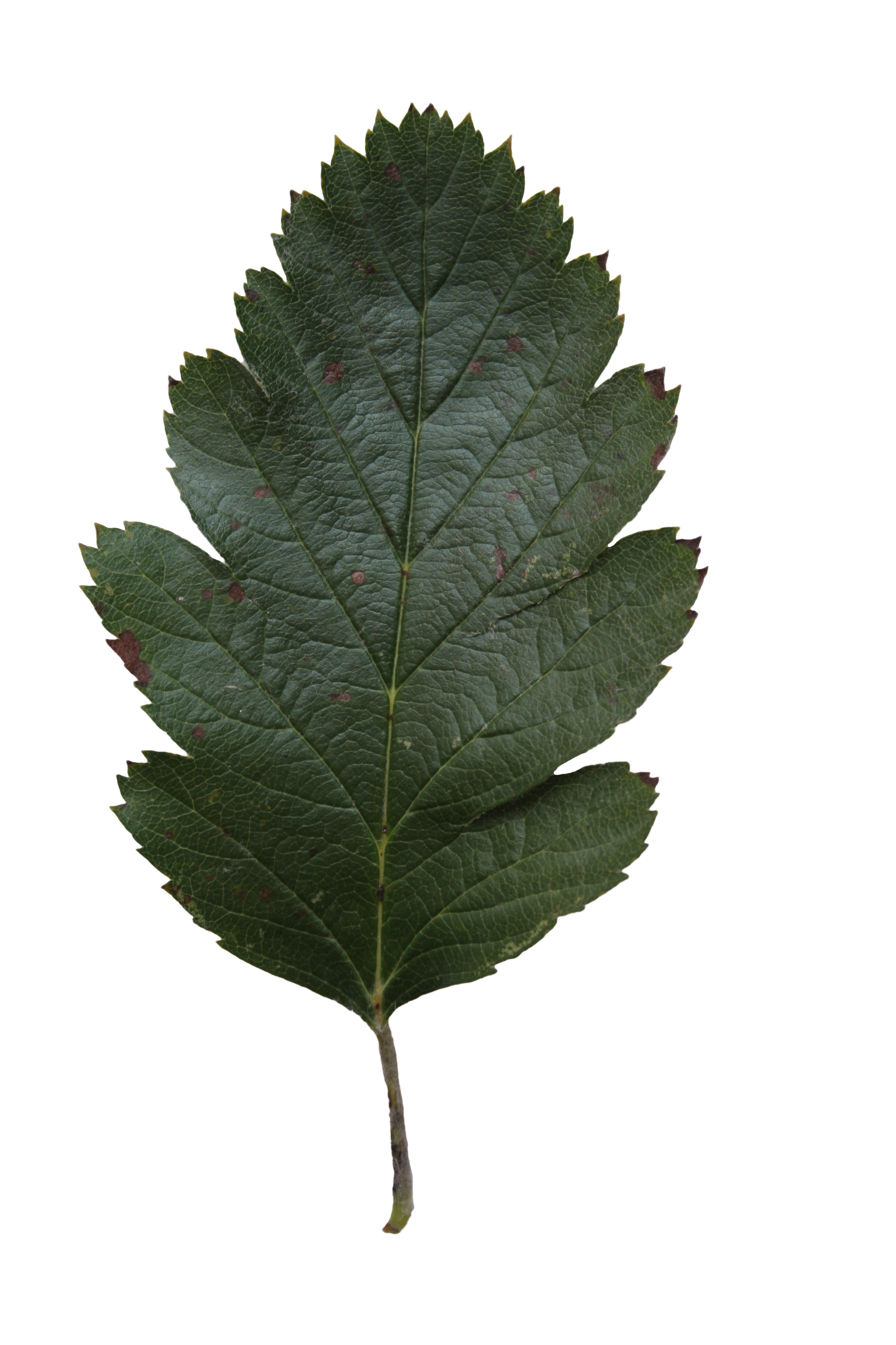 Oak leaf texture | Free Cut Out people, trees and leaves