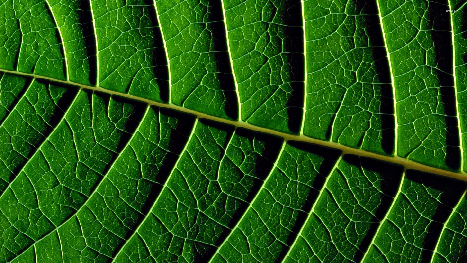 Leaf veins wallpaper - Photography wallpapers - #24446