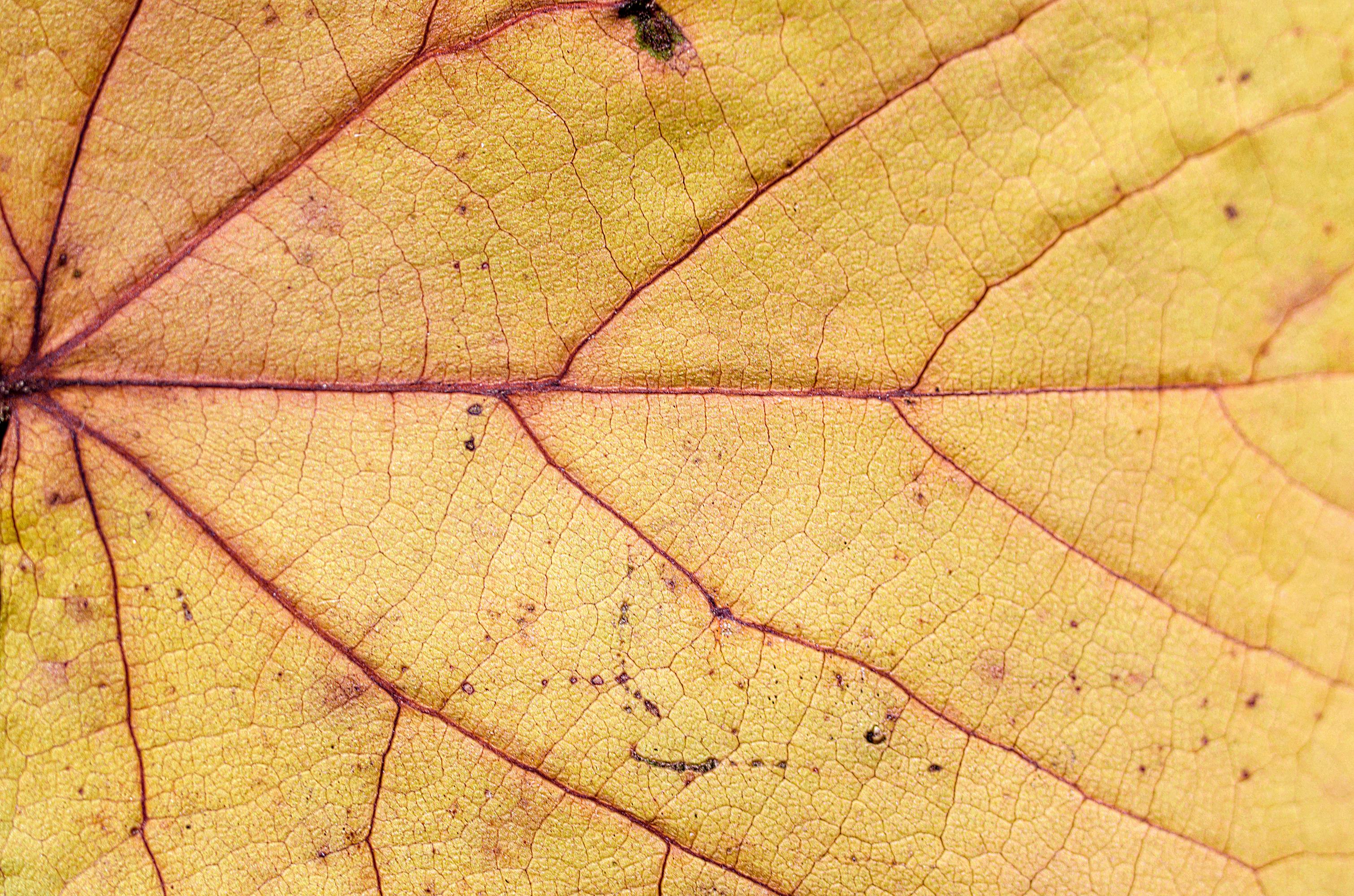 File:Red veins on a yellow leaf.jpg - Wikimedia Commons