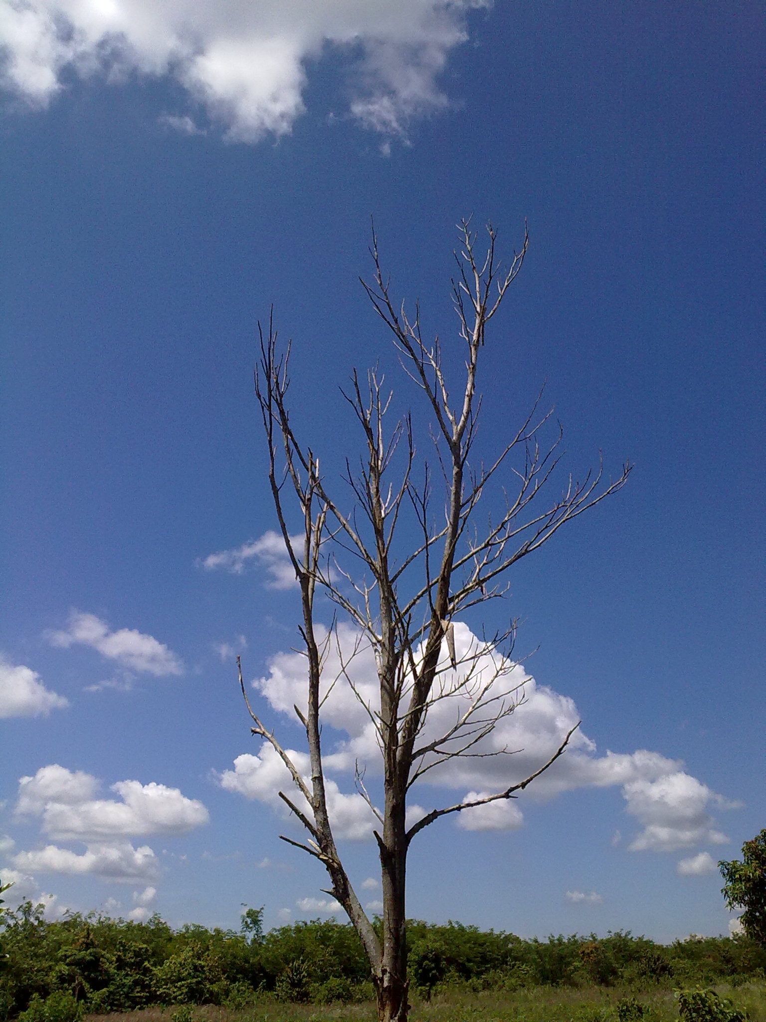 Leafless tree photo
