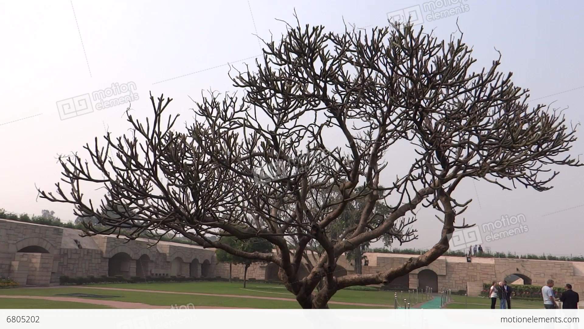 Leafless Tree At Rajghat Stock video footage | 6805202