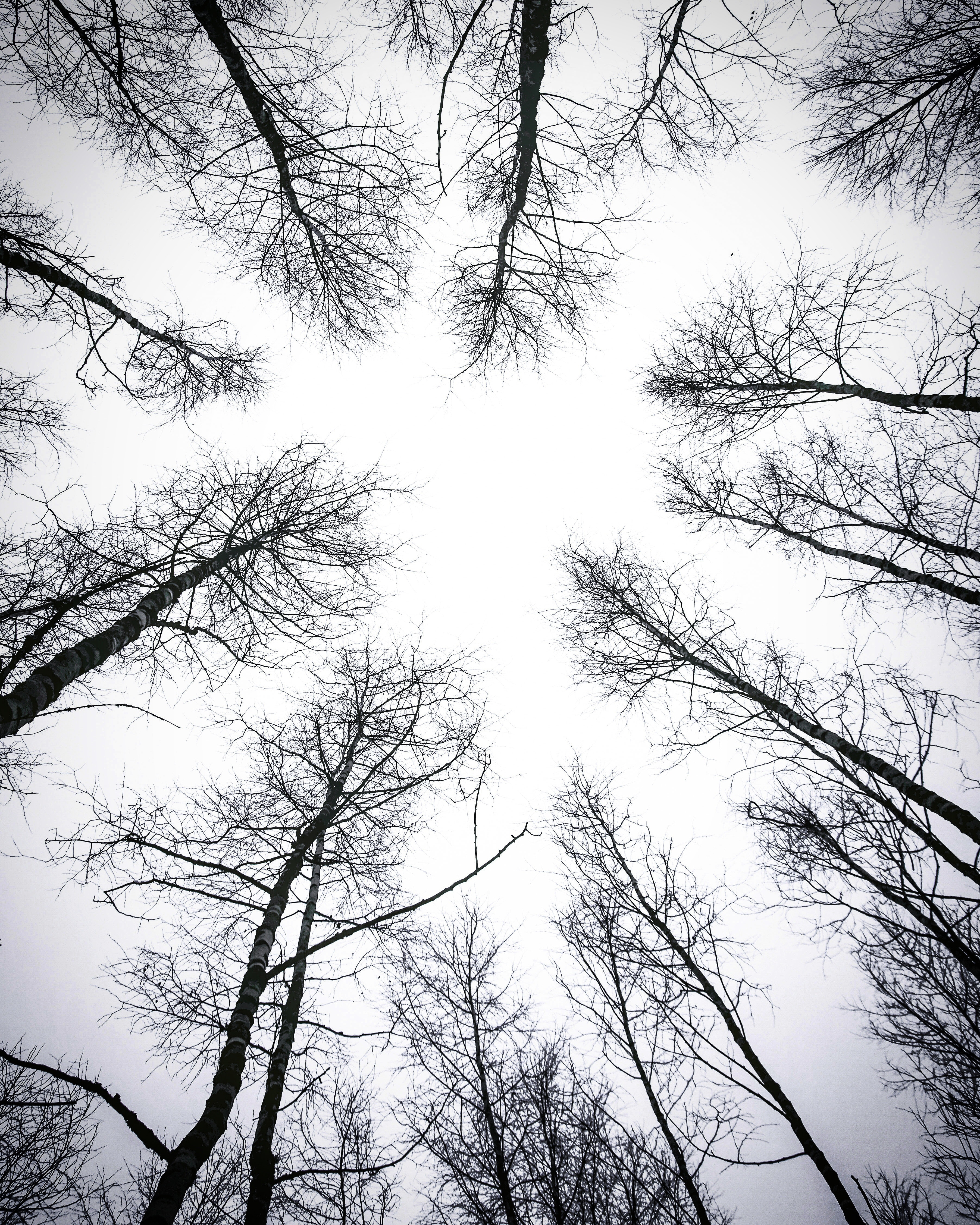 Leafless trees under white sky photo