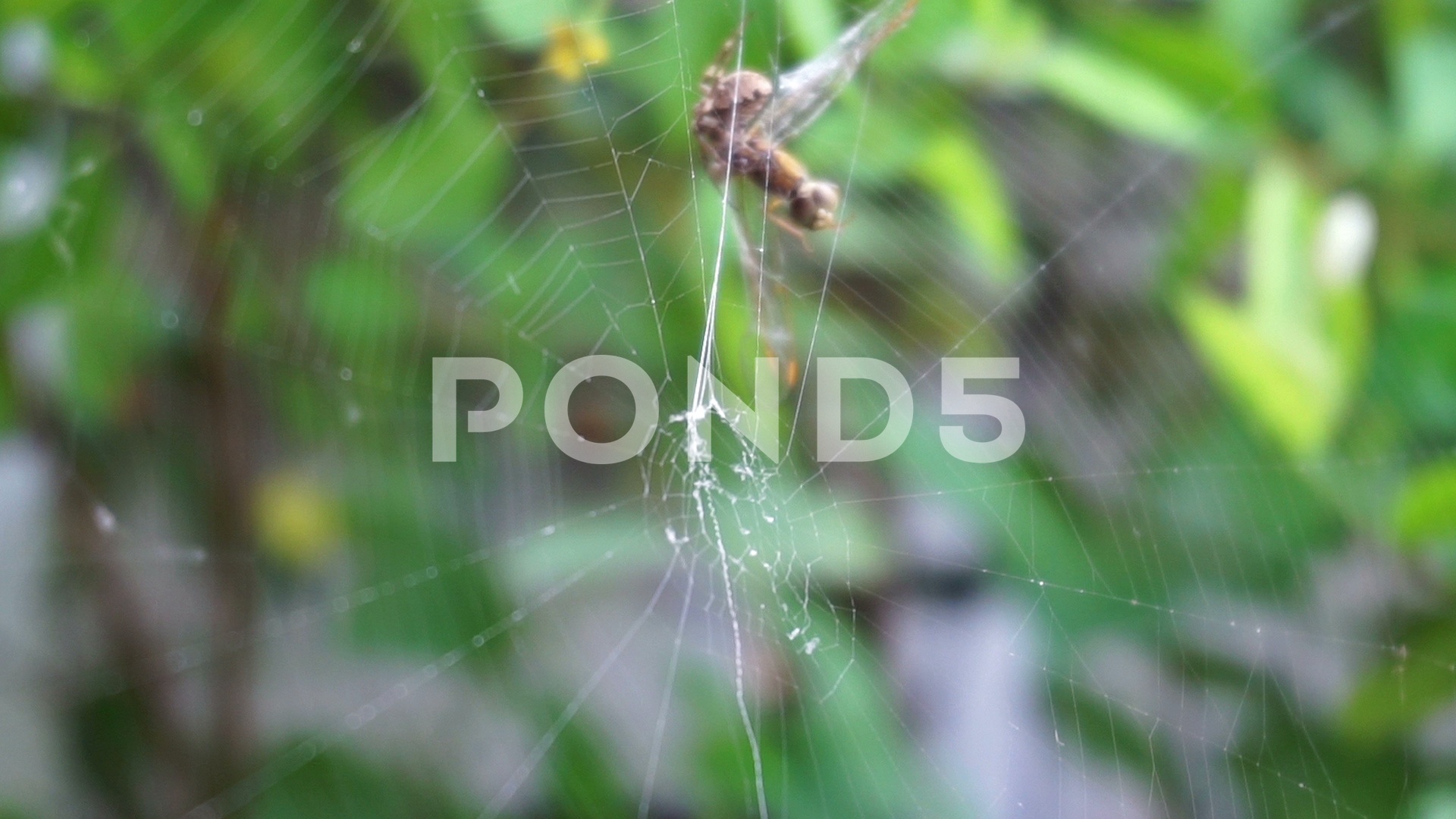 Spider web on green leafs in the daytime. (panning camera) ~ Hi Res ...