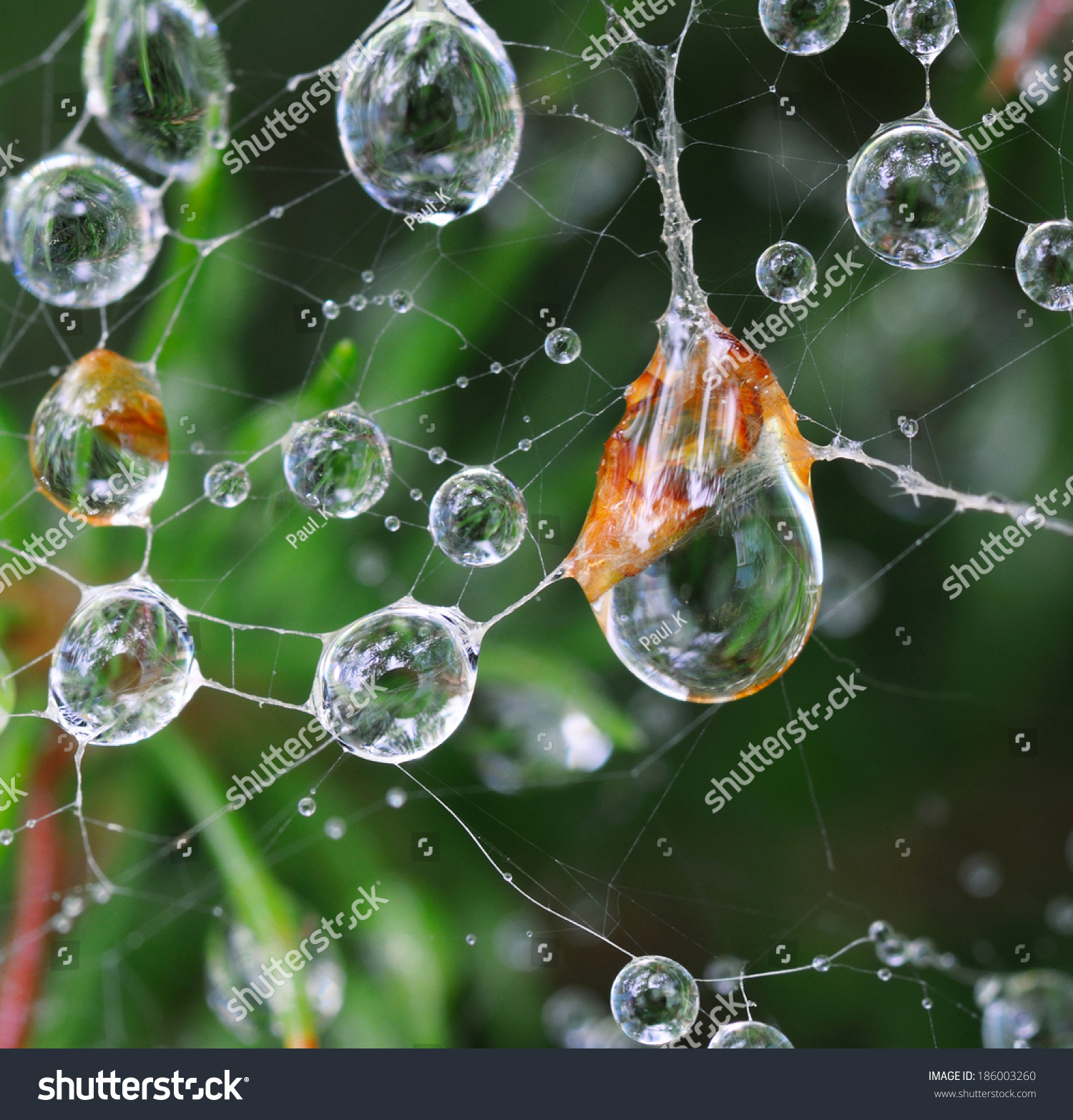 Spider Web Water Drops Stock Photo 186003260 - Shutterstock