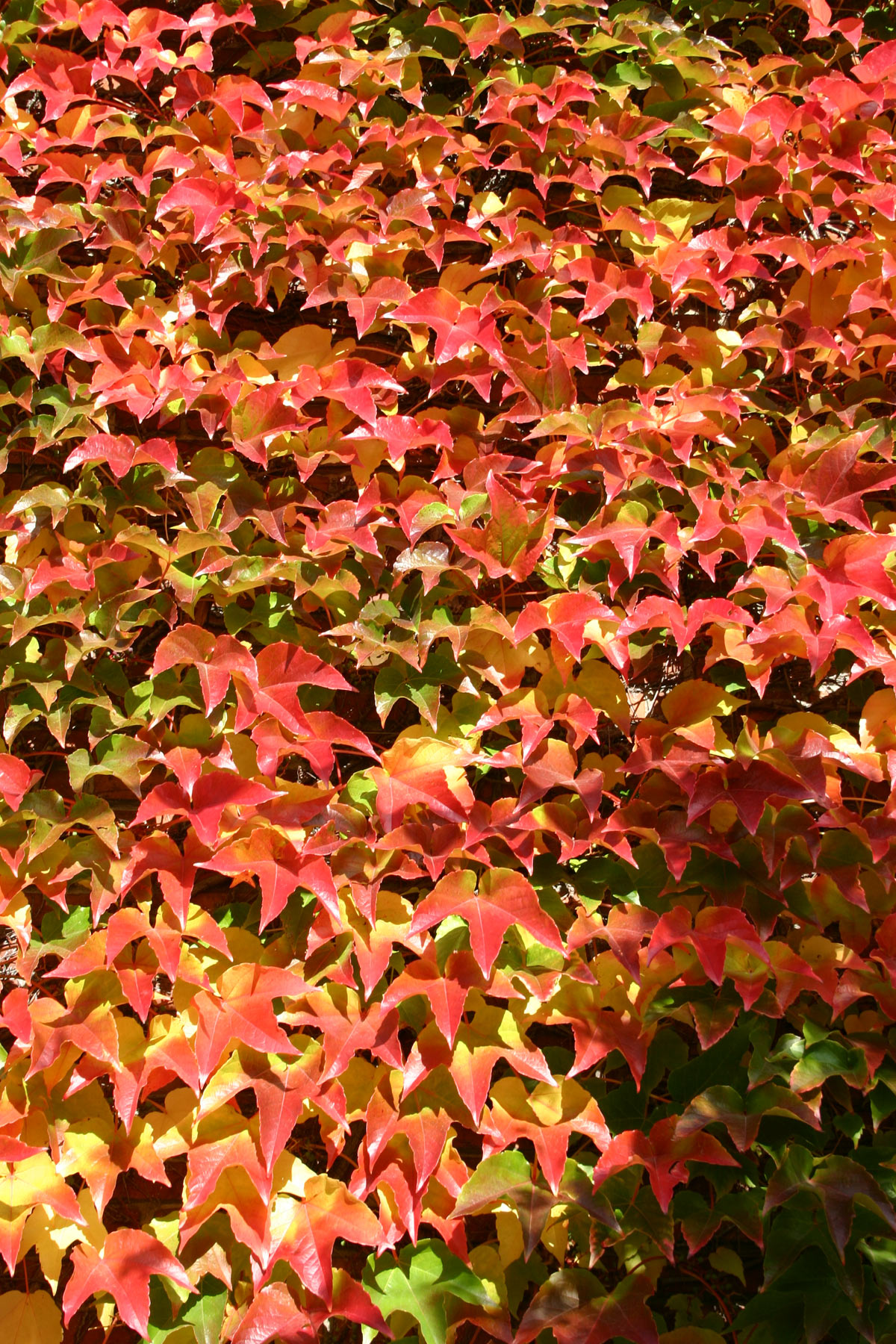 Leafs in fall colours photo