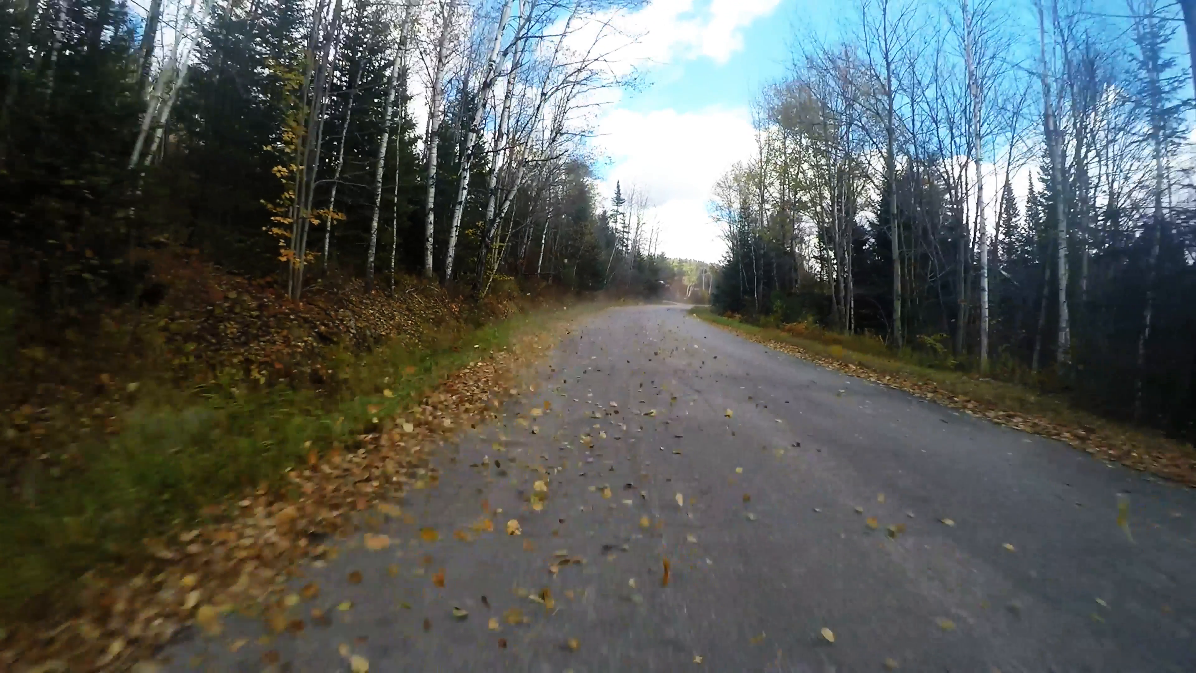Overgrown road leafs slow 5 Stock Video Footage - Videoblocks