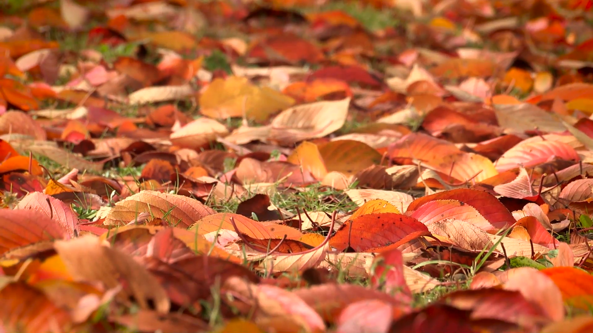 Seasonal beautiful red autumn leaves on the floor. Red season leafs ...