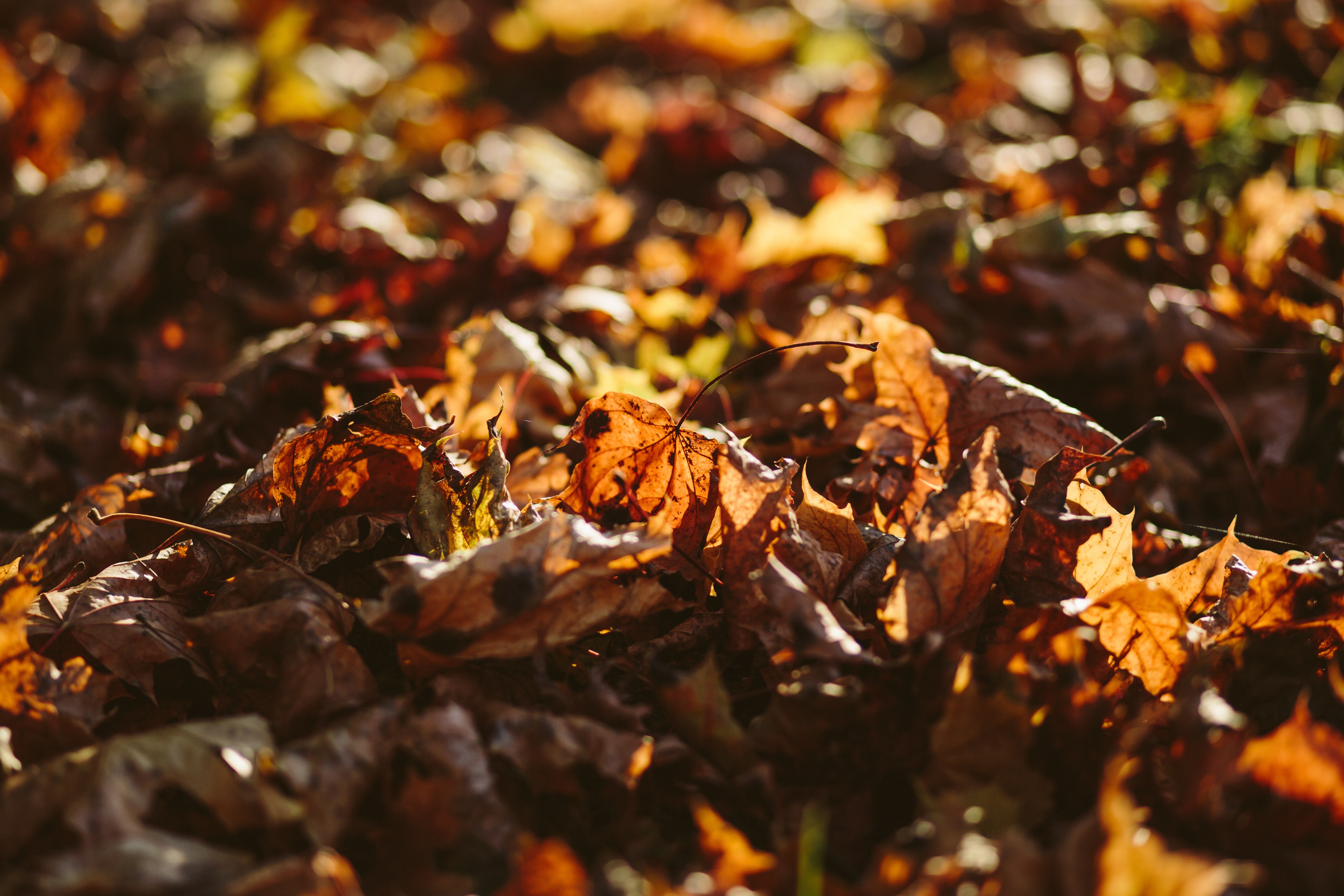 Dried Up Maple Leafs on Ground Selective Focus Photography · Free ...