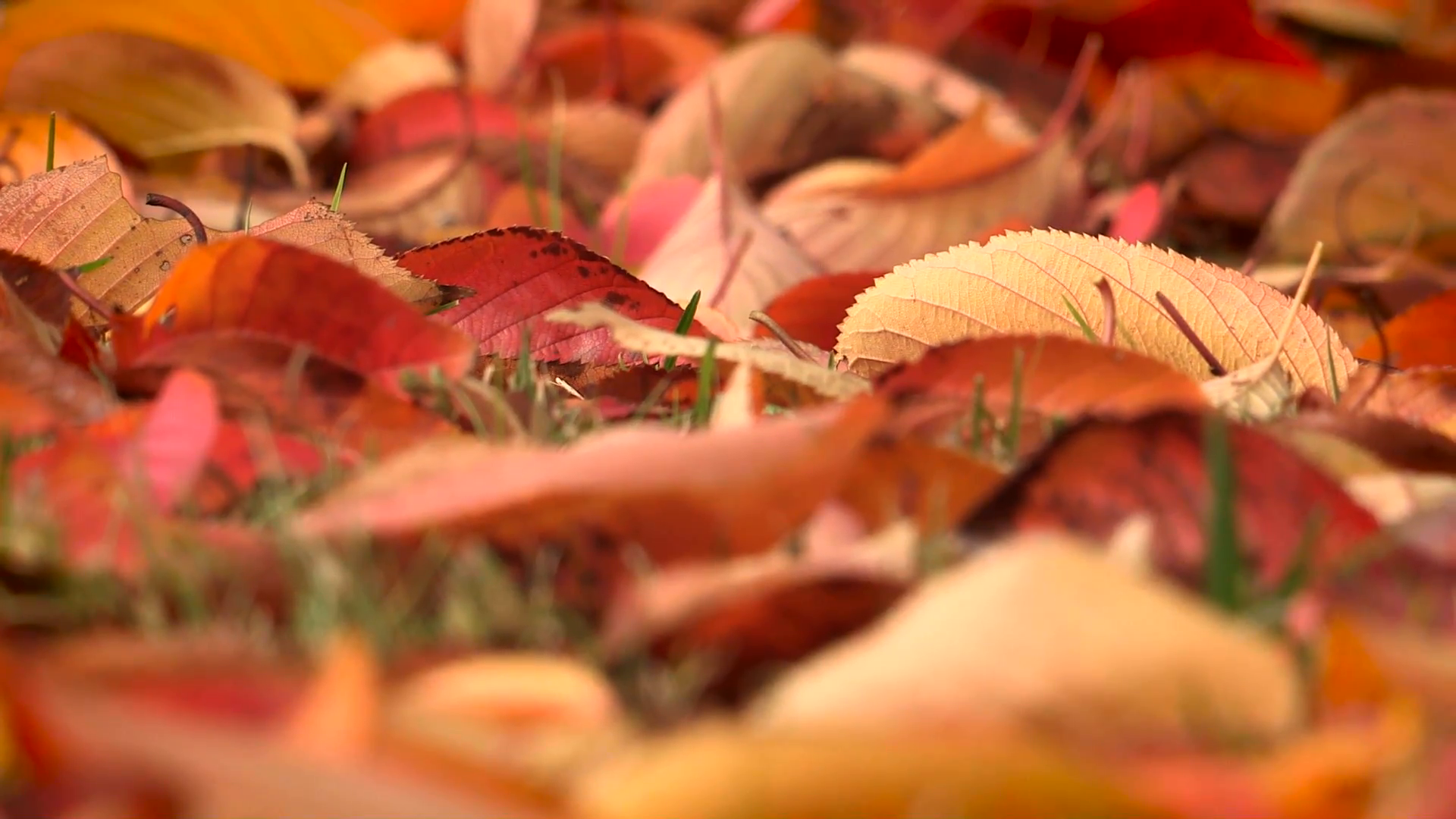 Red autumn leaves on the ground. Red leafs on ground Stock Video ...