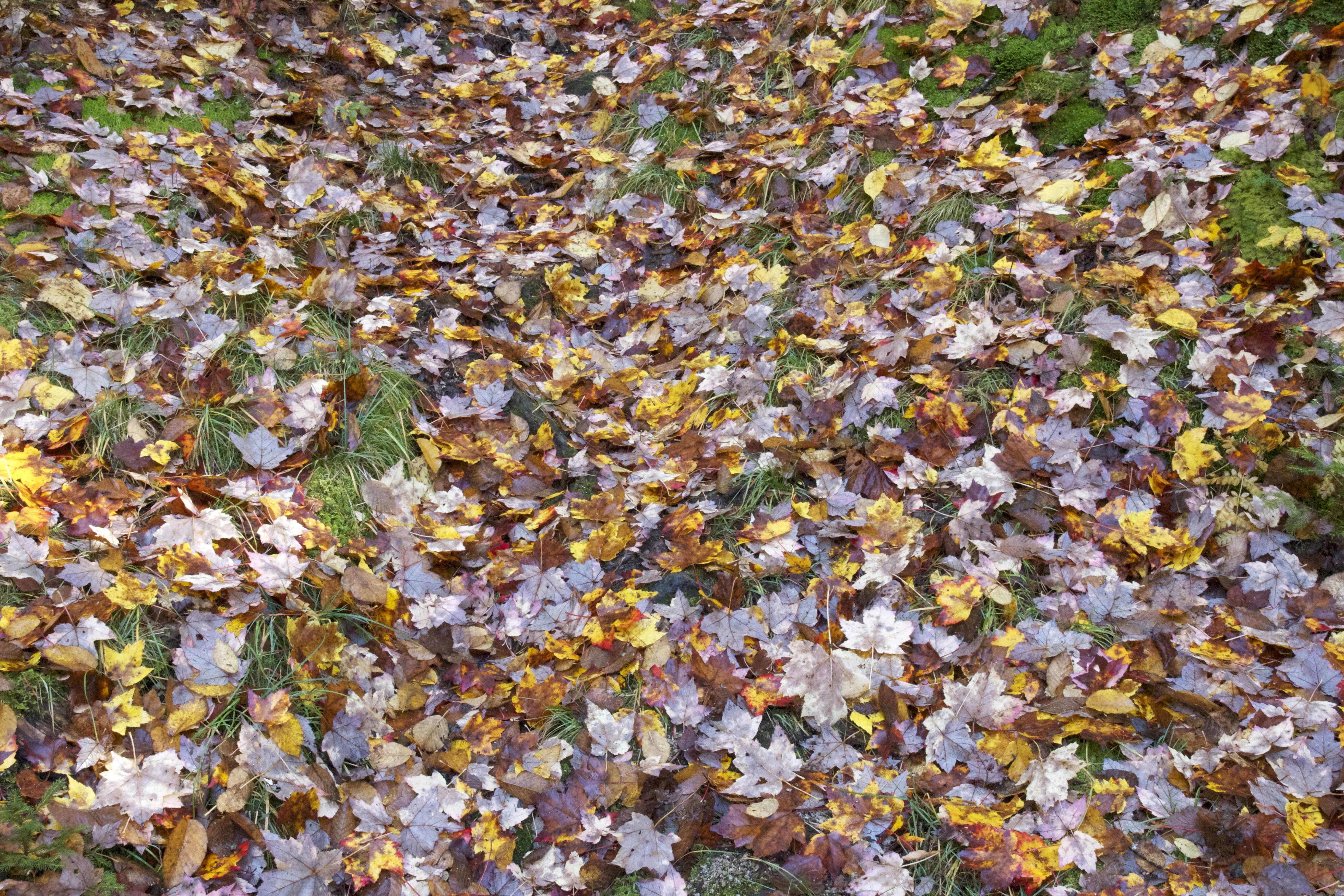 Free picture: leaves, ground, forest leaves, green grass, foliage ...