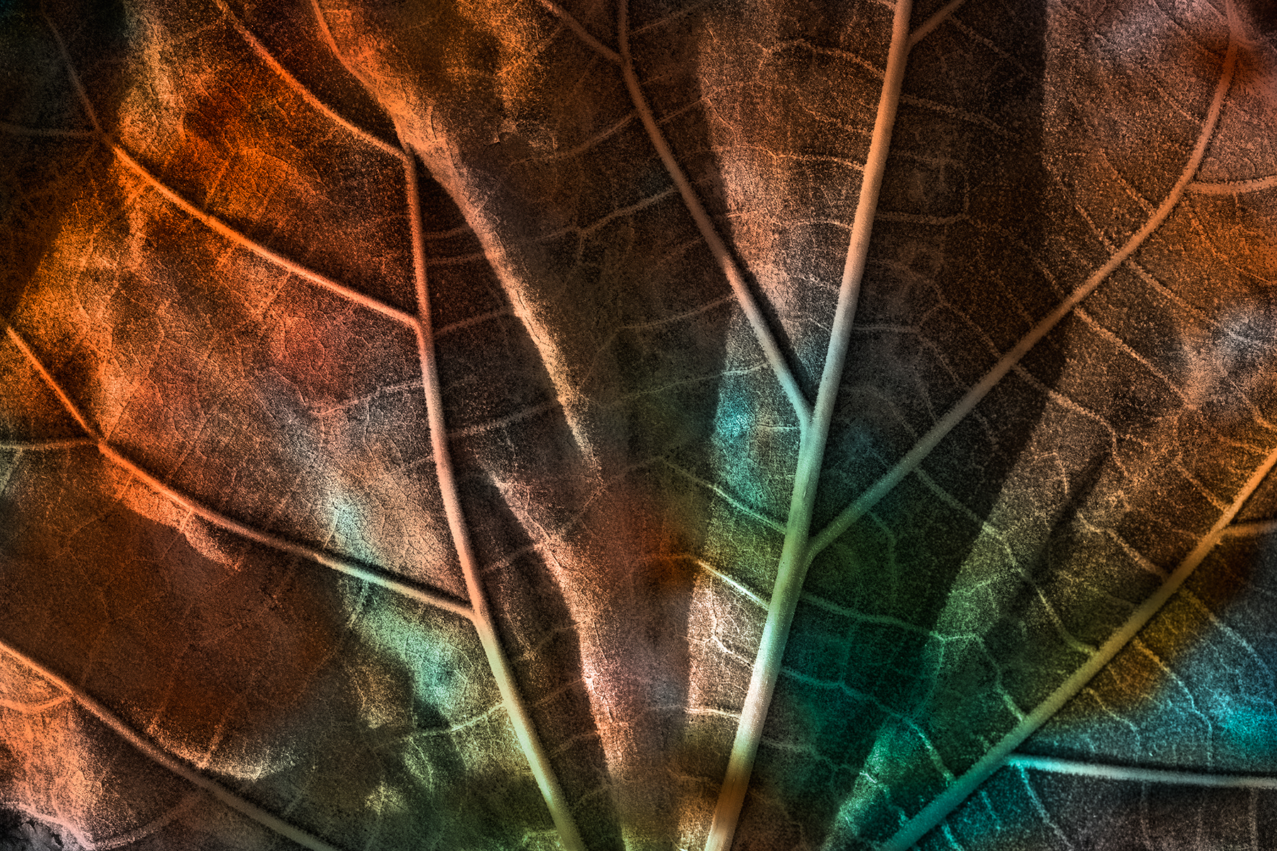 Leaking Luster Leaf, Abstract, Illumination, Nicolasraymond, Nature, HQ Photo
