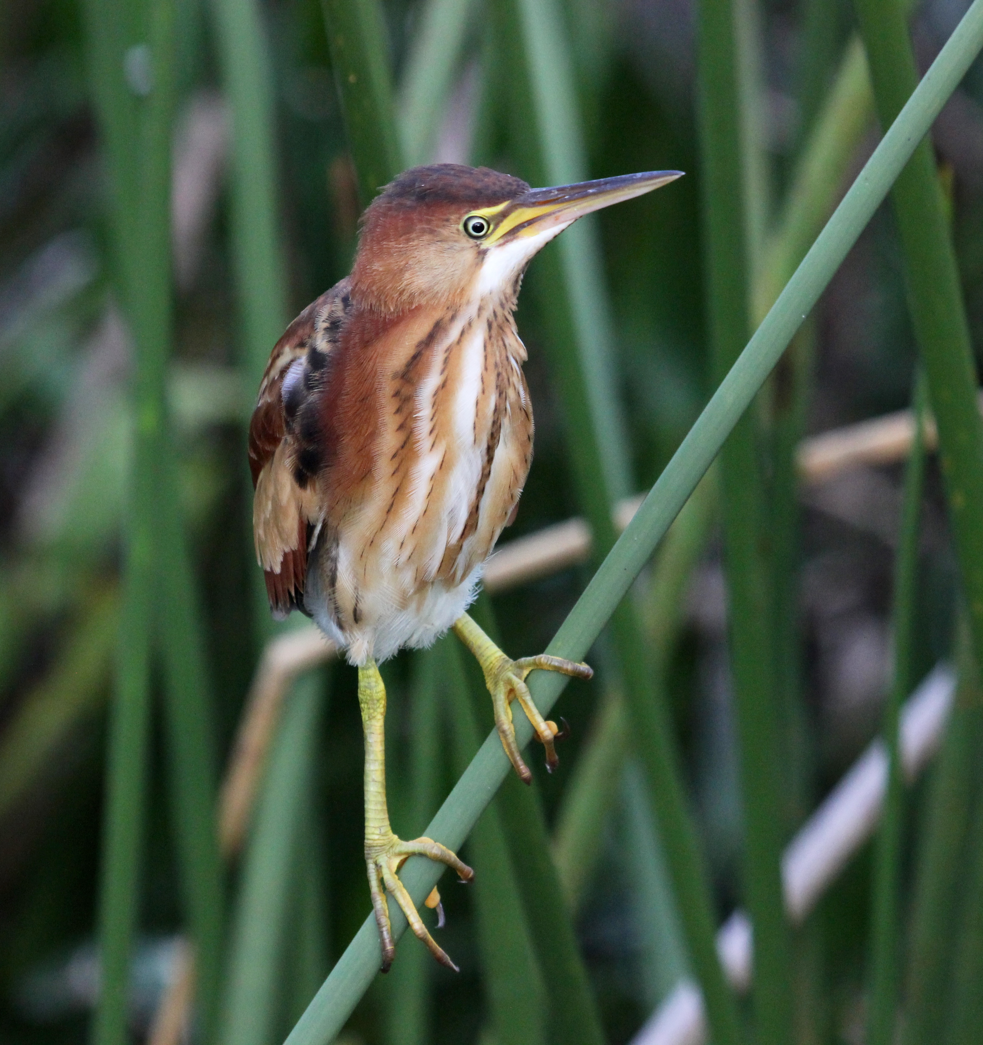 Private encounter with a Least Bittern | Birder's Journey