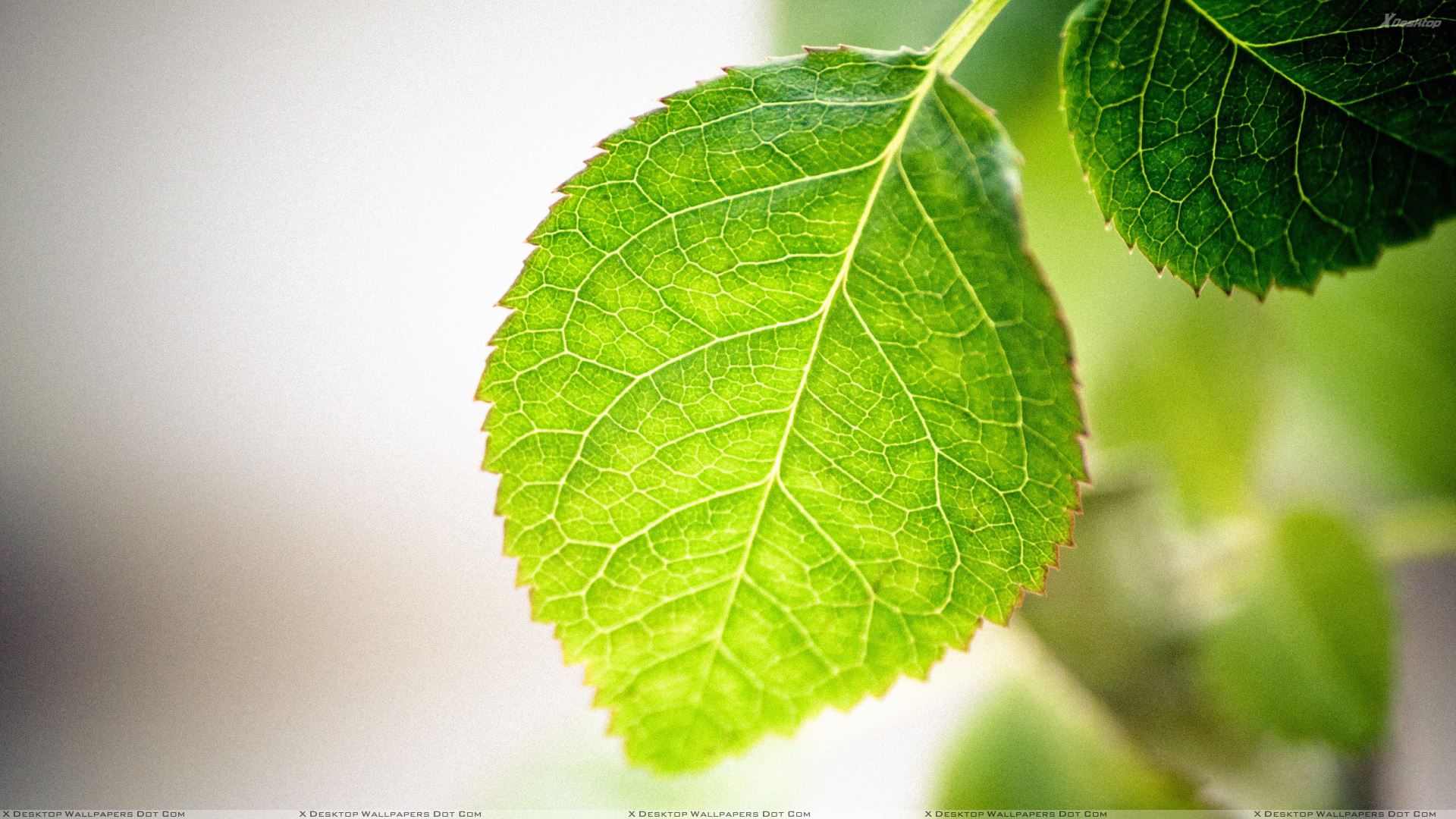 Green Leave Closeup Macro Shot Wallpaper