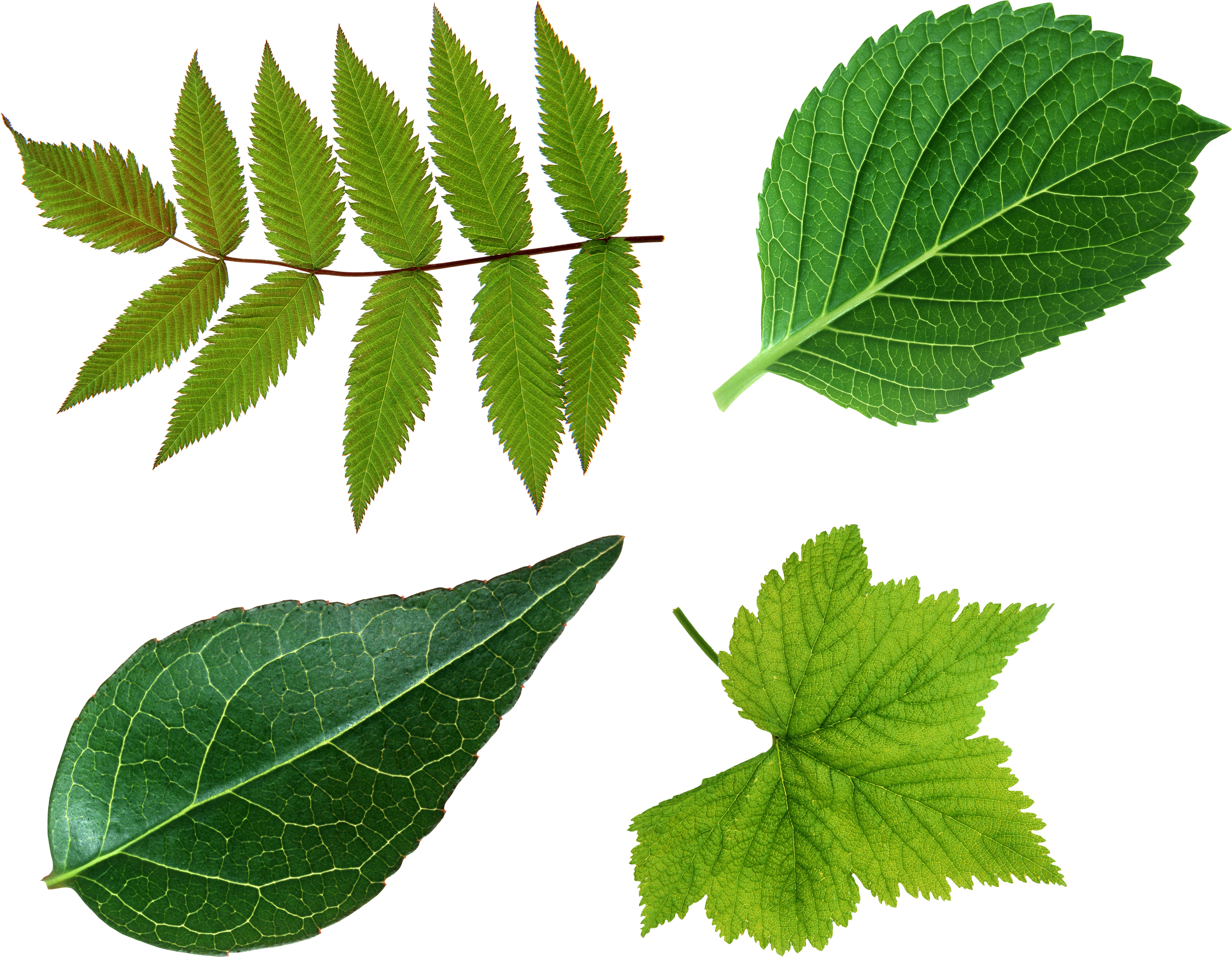 leaves - Google Search | Plants for Art | Pinterest | Leaves and ...