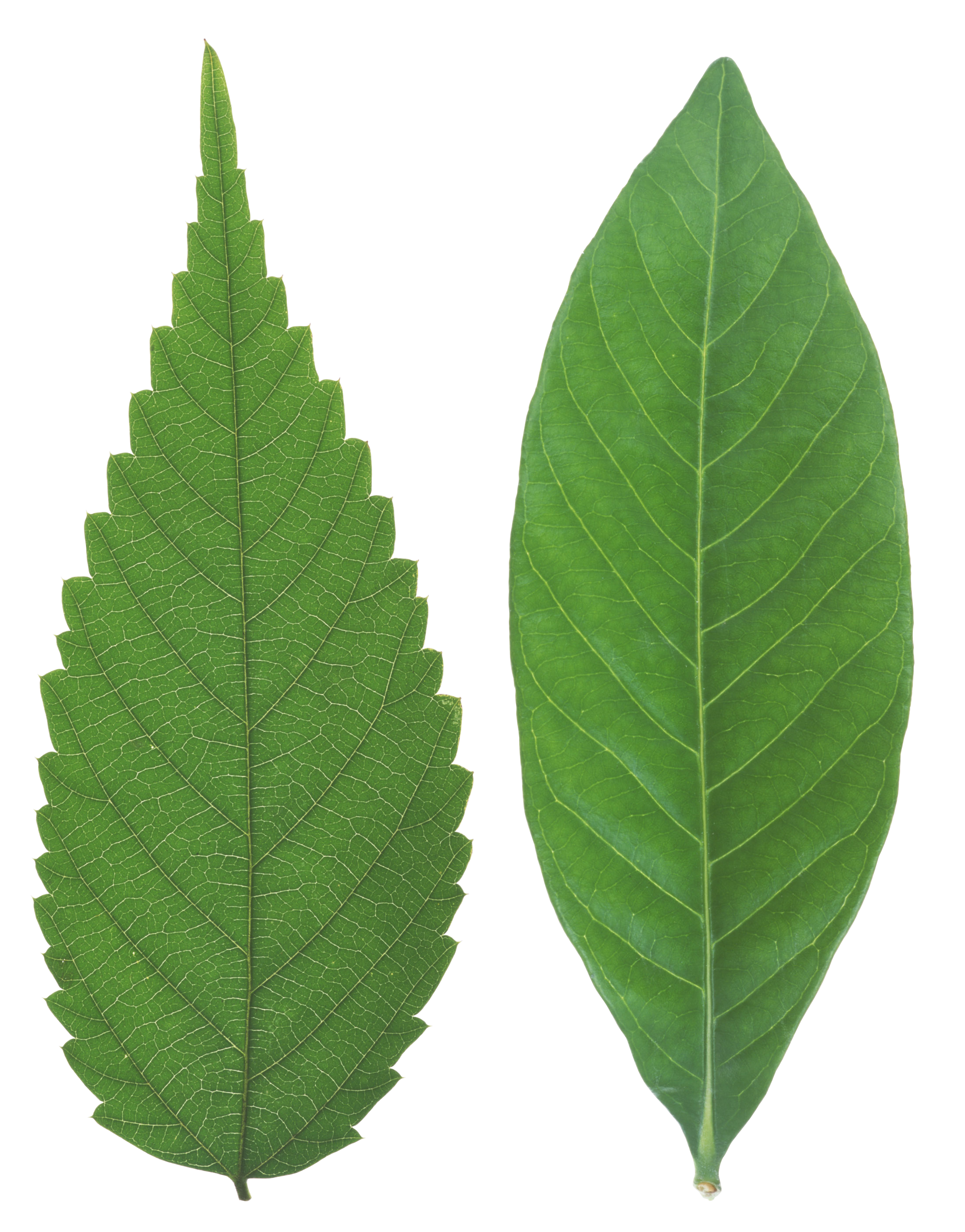 Green leaves PNG images free download pictures