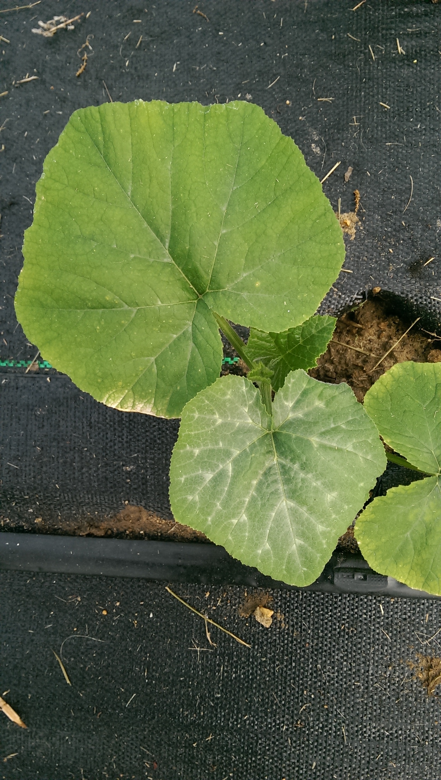 white veins squash leaves - Ask an Expert