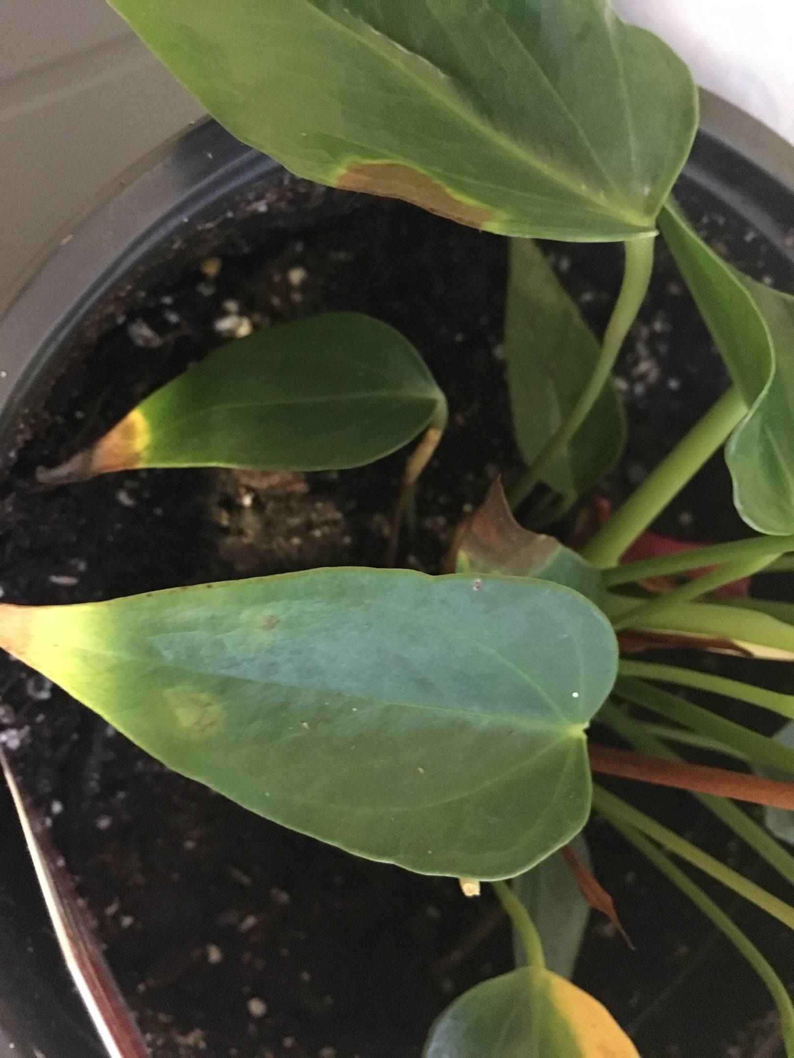 houseplants - My anthurium's leaves are turning yellow and brown ...