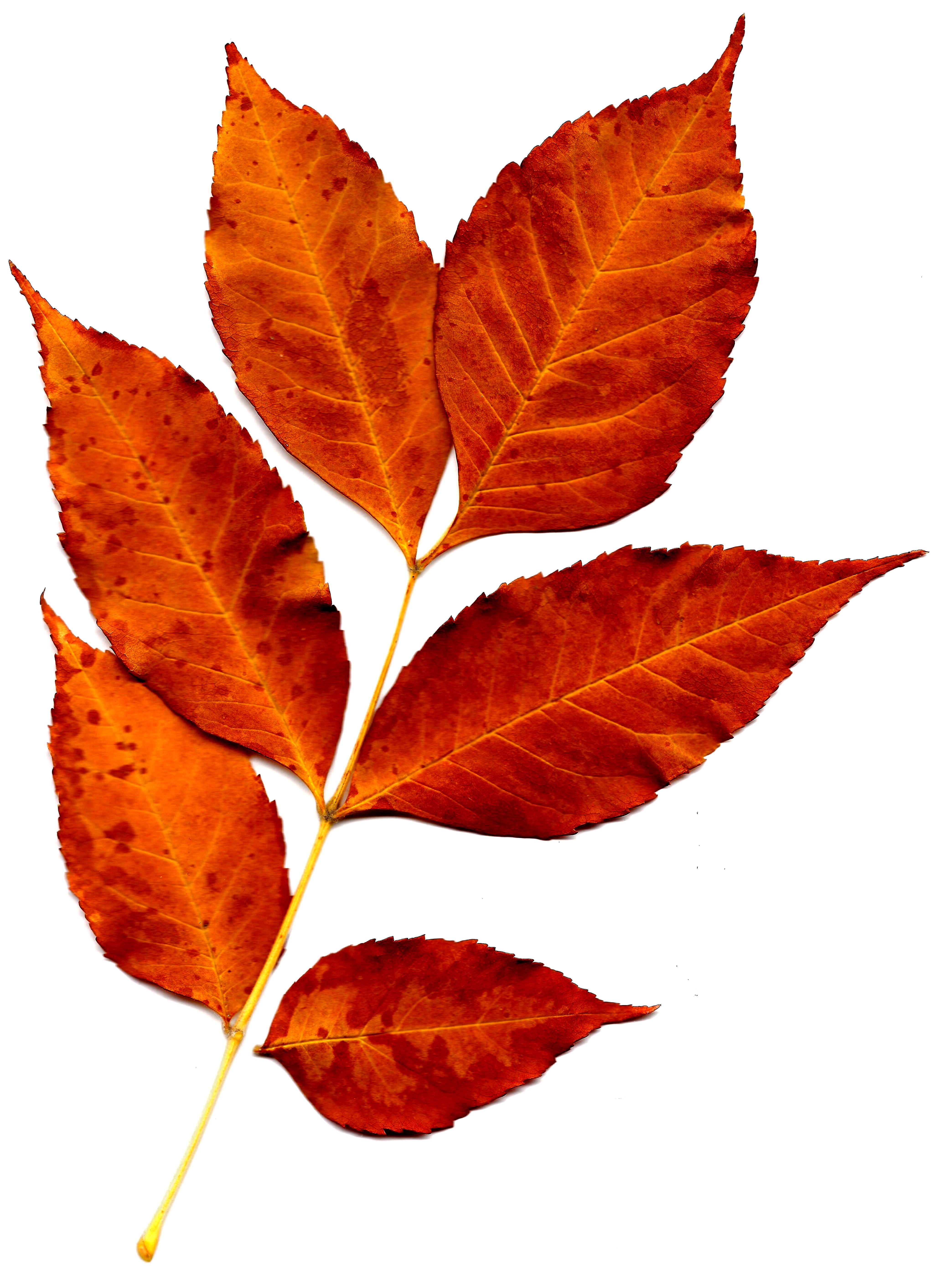 Free photo: Orange leaves - Autumn, Fall, Green - Free Download - Jooinn