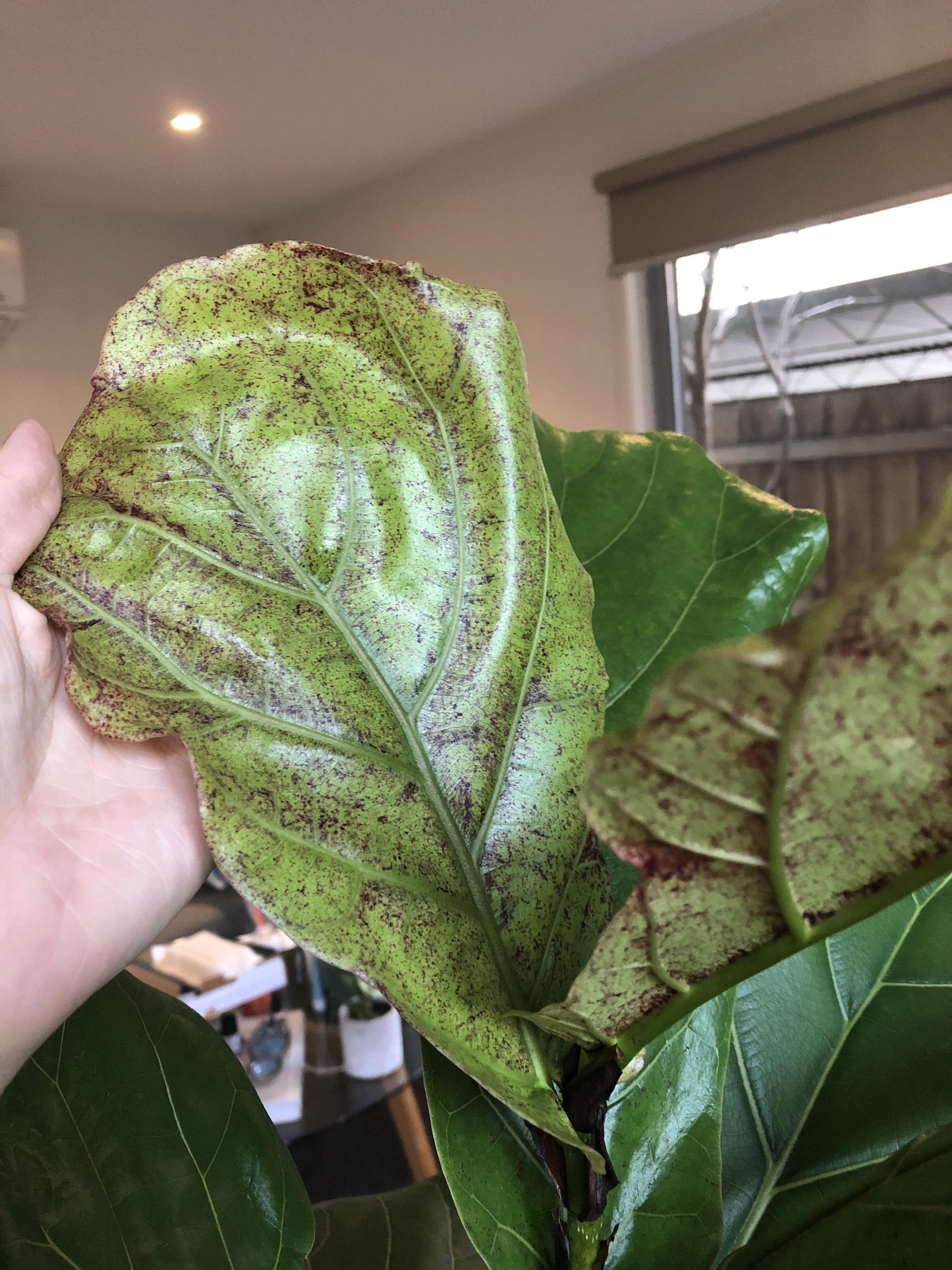 Fiddle leaf fig growing new leaves with brown/red dots? : IndoorGarden