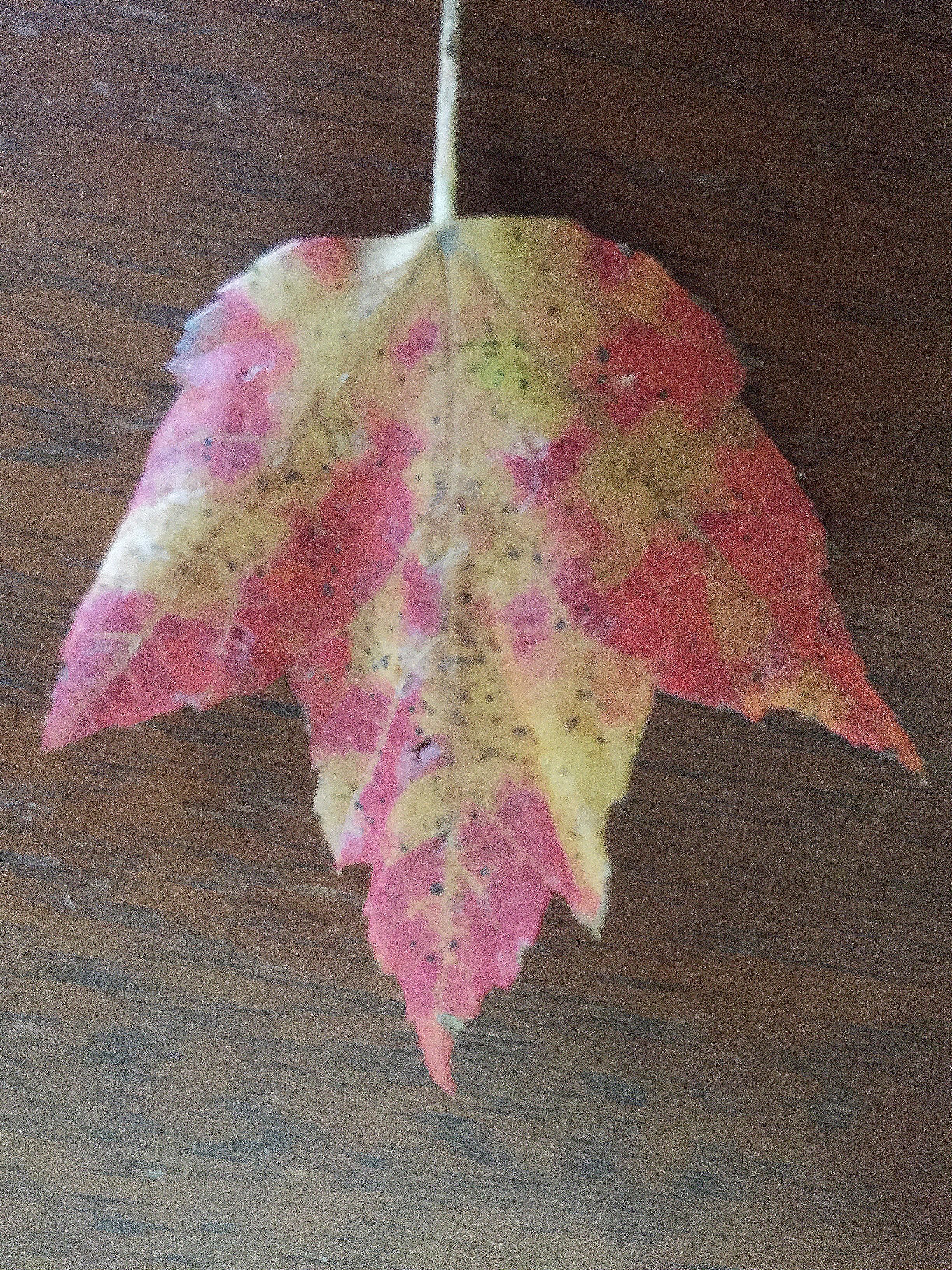 The Fallen Leaves - Rachel Carson Council