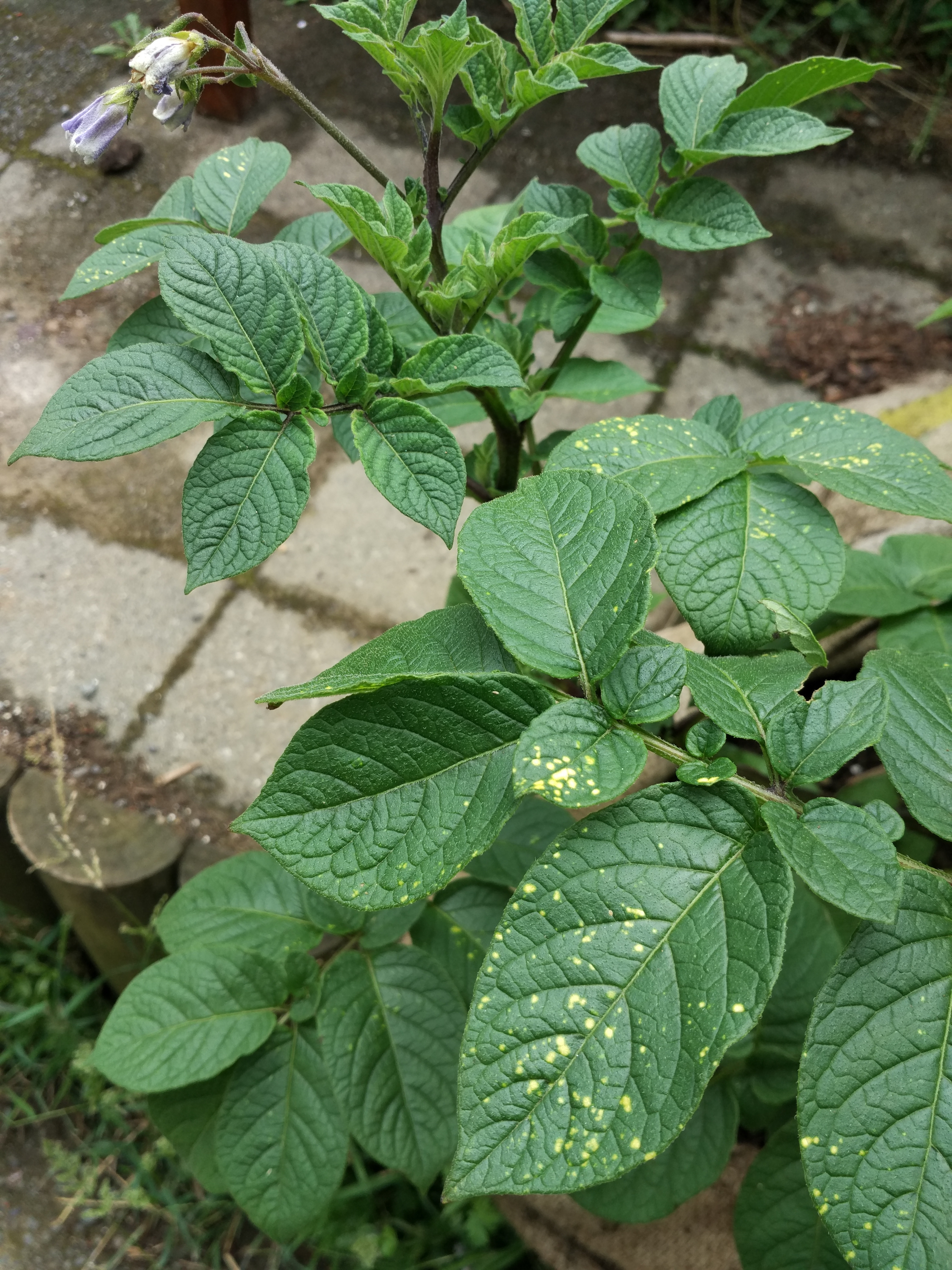 potatoes - What are these yellow spots on my potato leaves ...