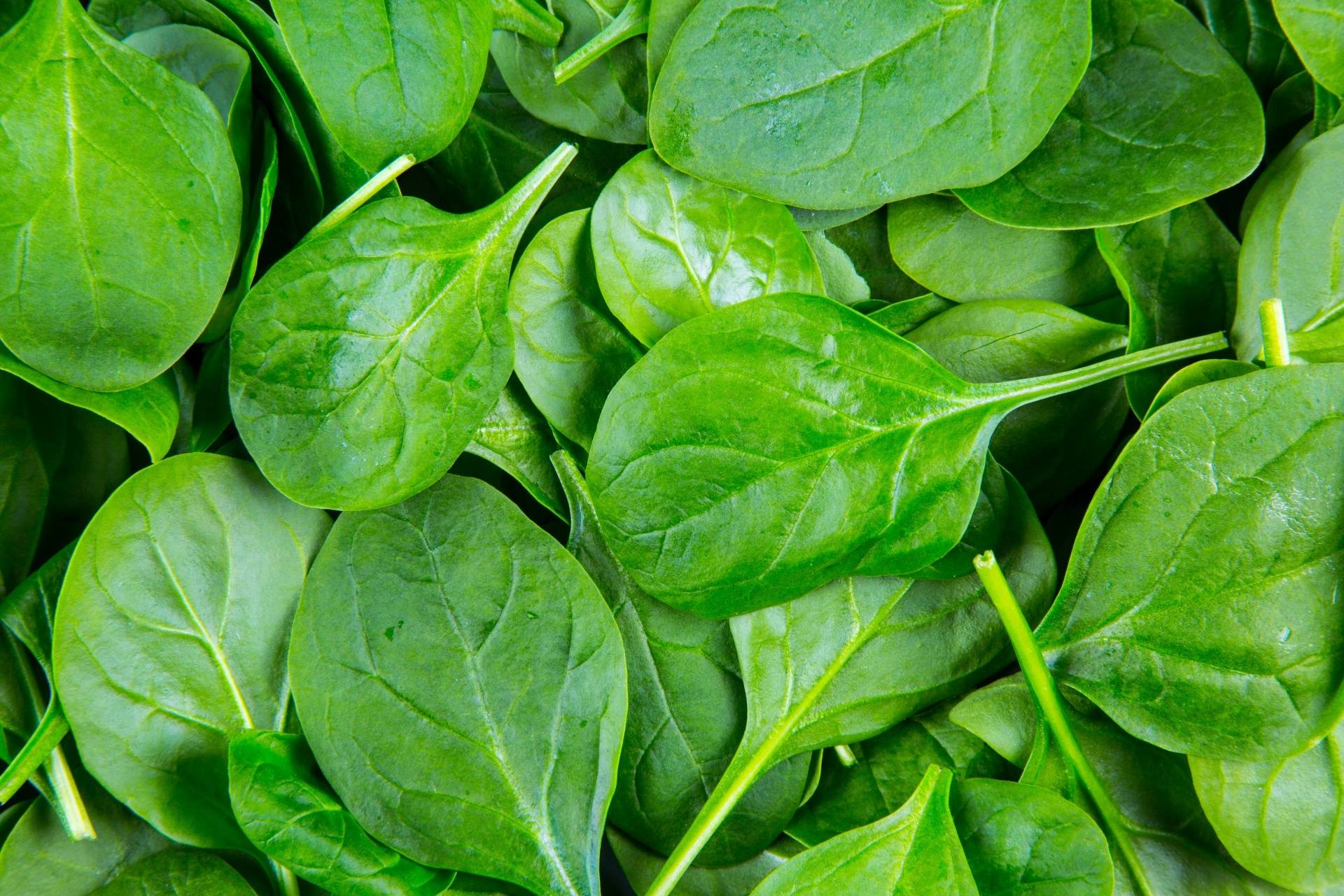 How to turn a spinach leaf into a human heart | Popular Science