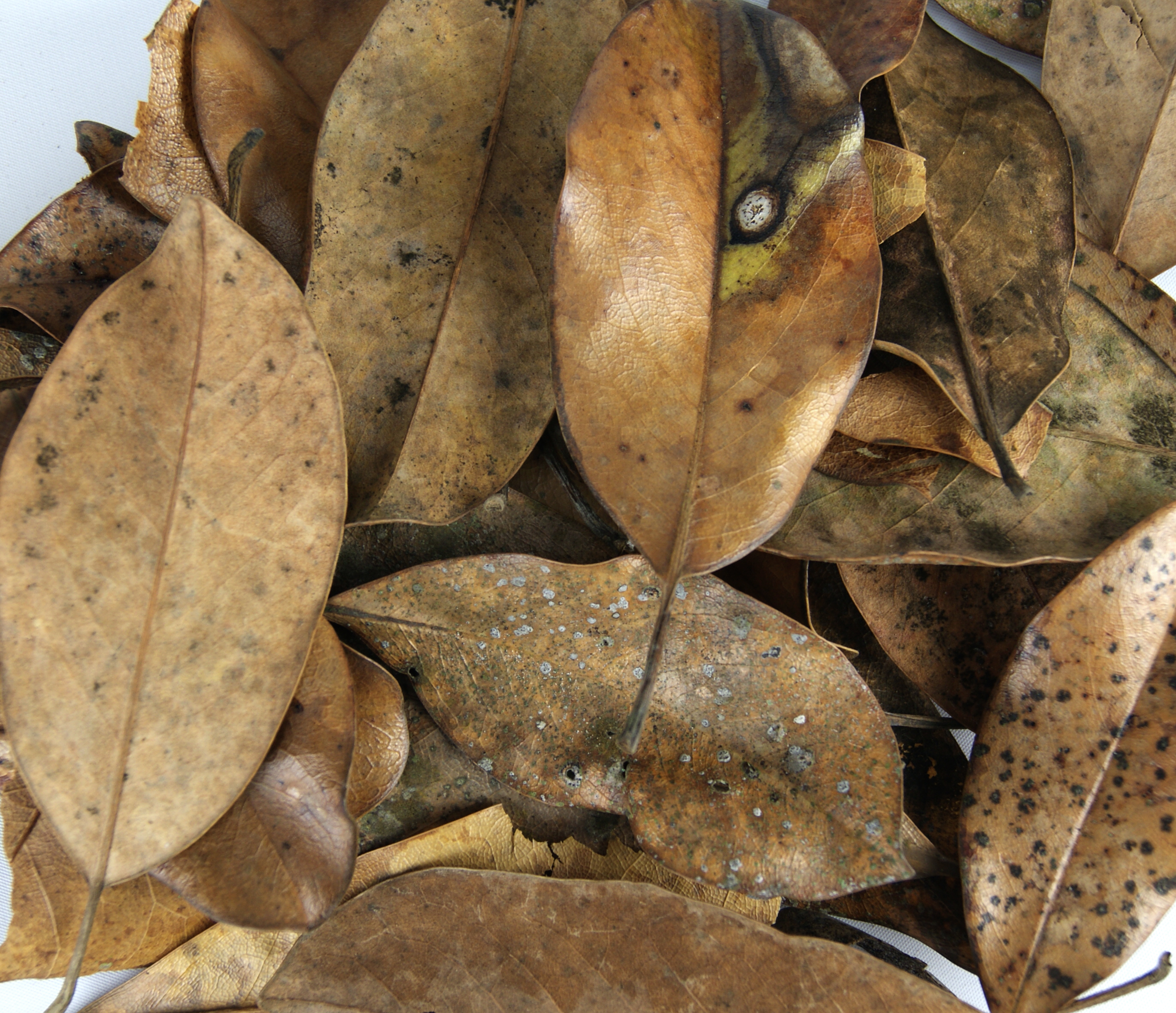 Magnolia Leaf Litter (1 Gallon) | Josh's Frogs