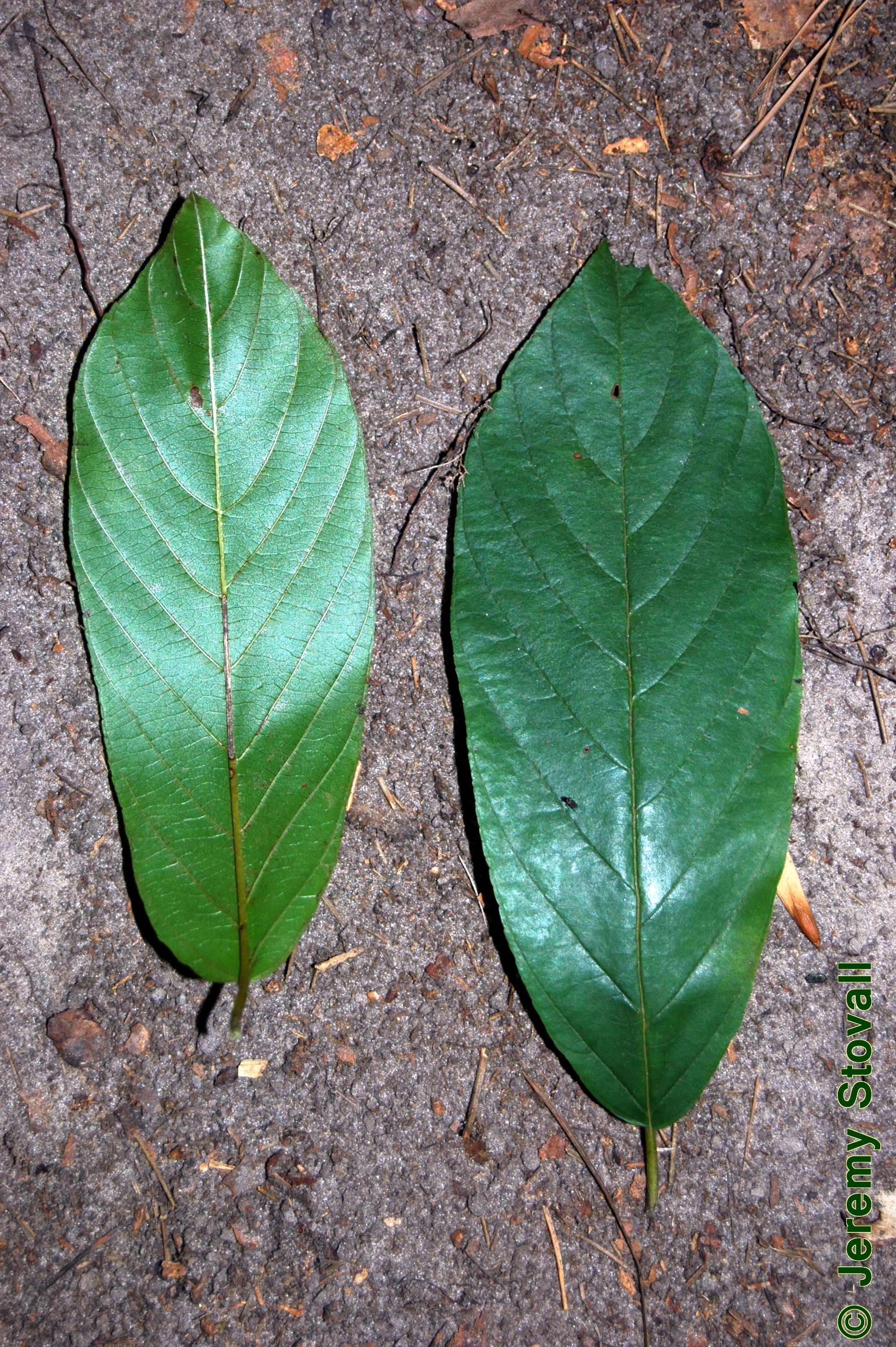 Leaf Morphology: Venation