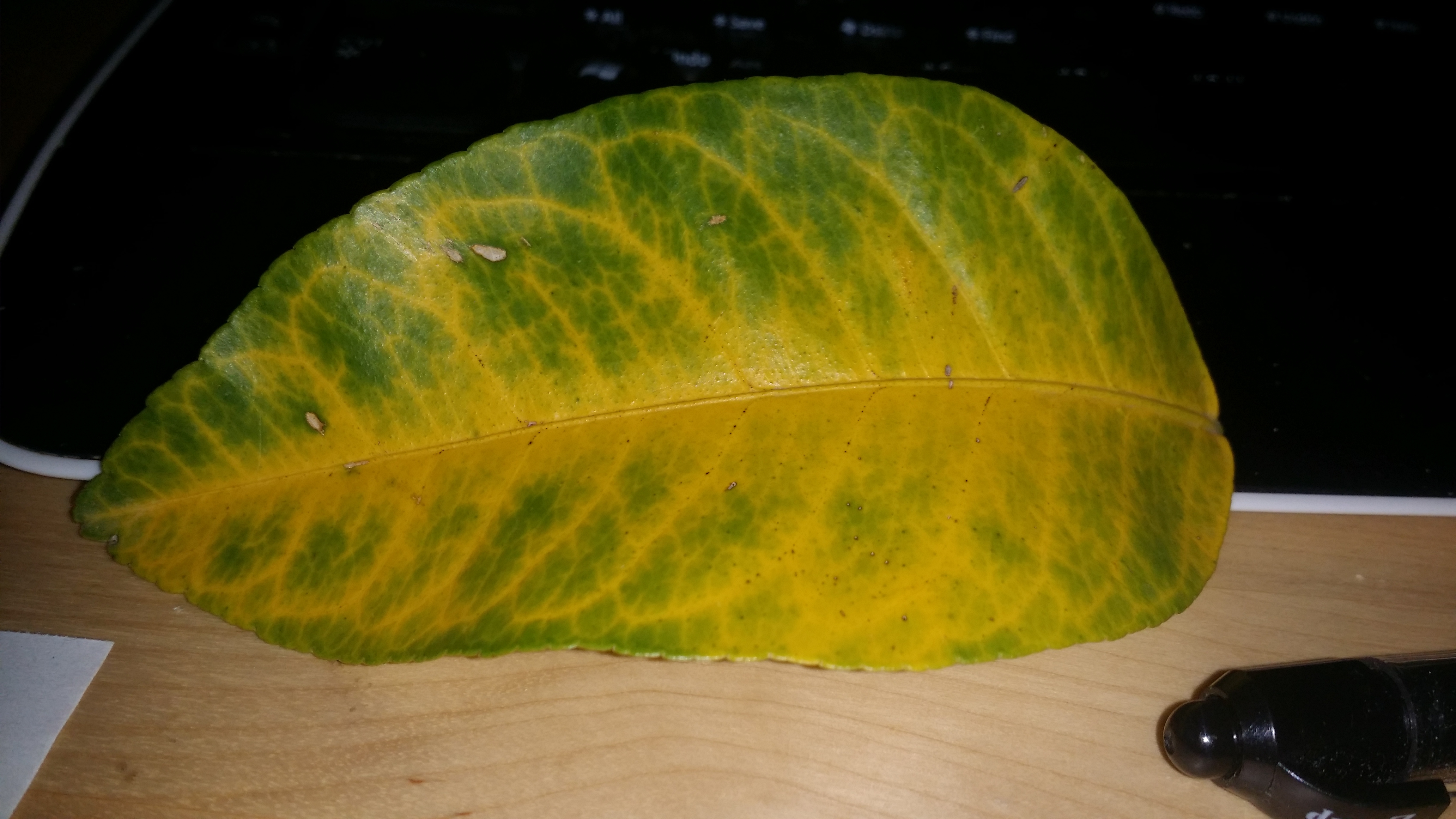 Yellowing Lemon Tree Leaves? - HOrT COCO-UC Master Gardener Program ...