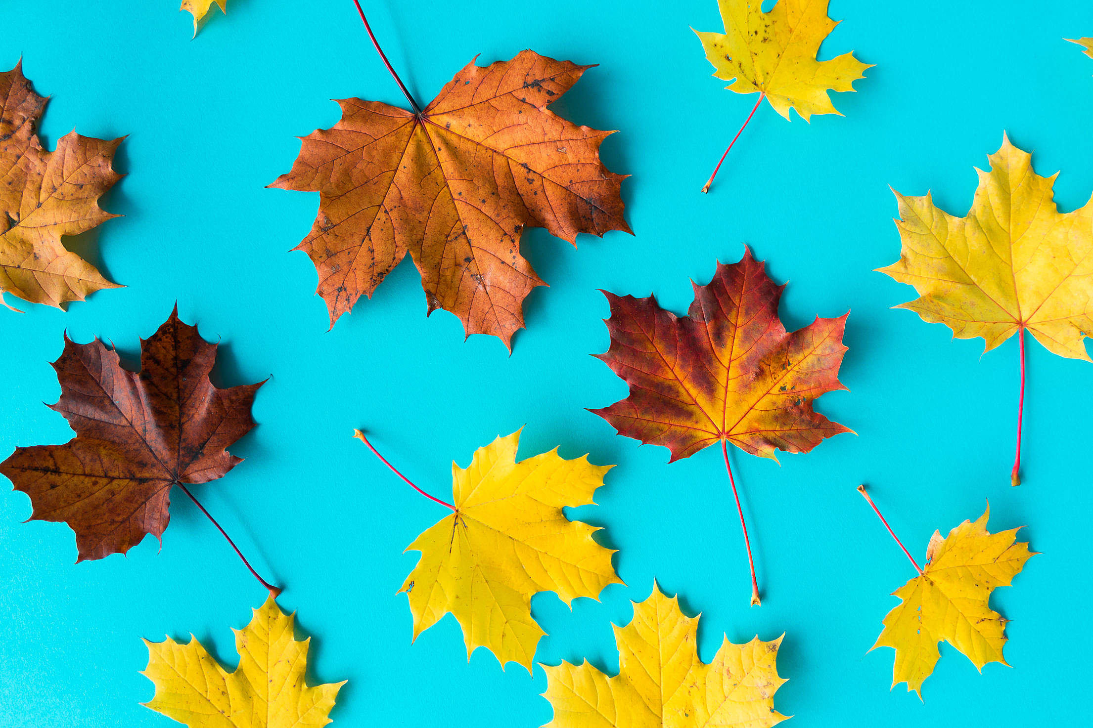 Autumn Leaves on Flat Blue Background Free Stock Photo Download ...
