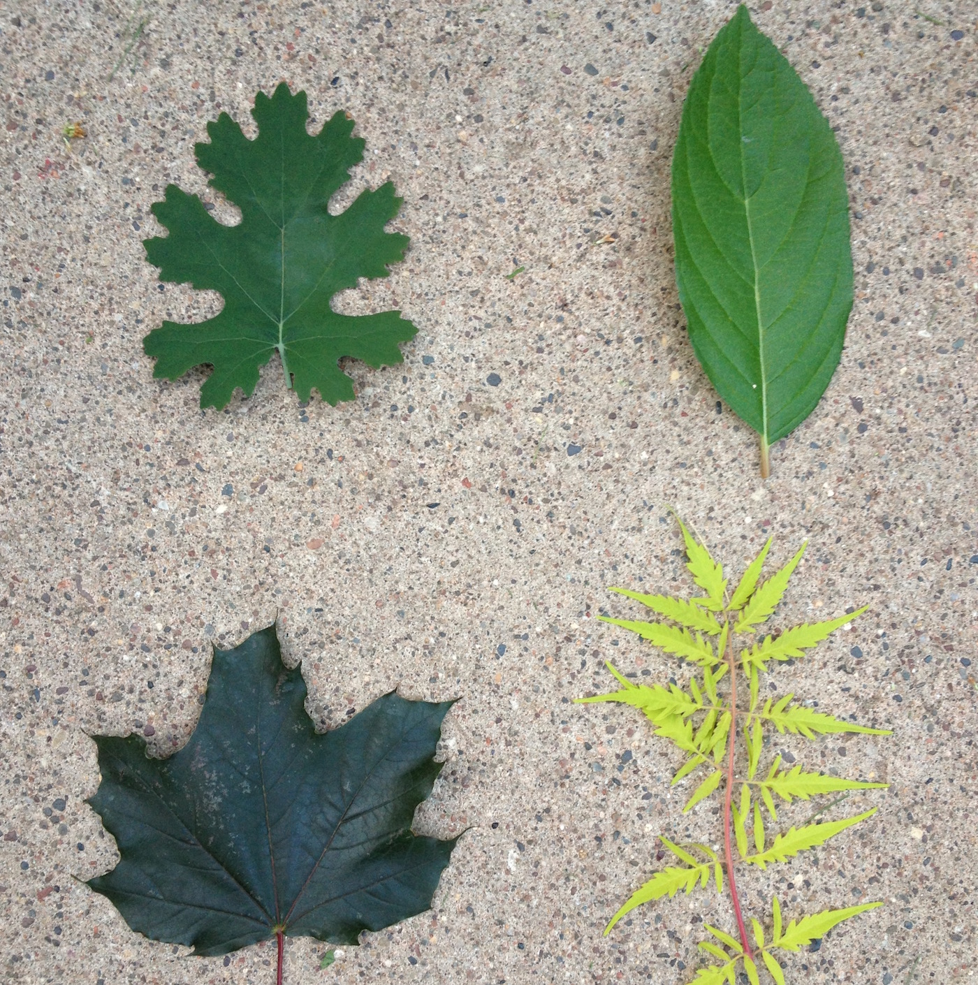 Leaves | Which One Doesn't Belong?