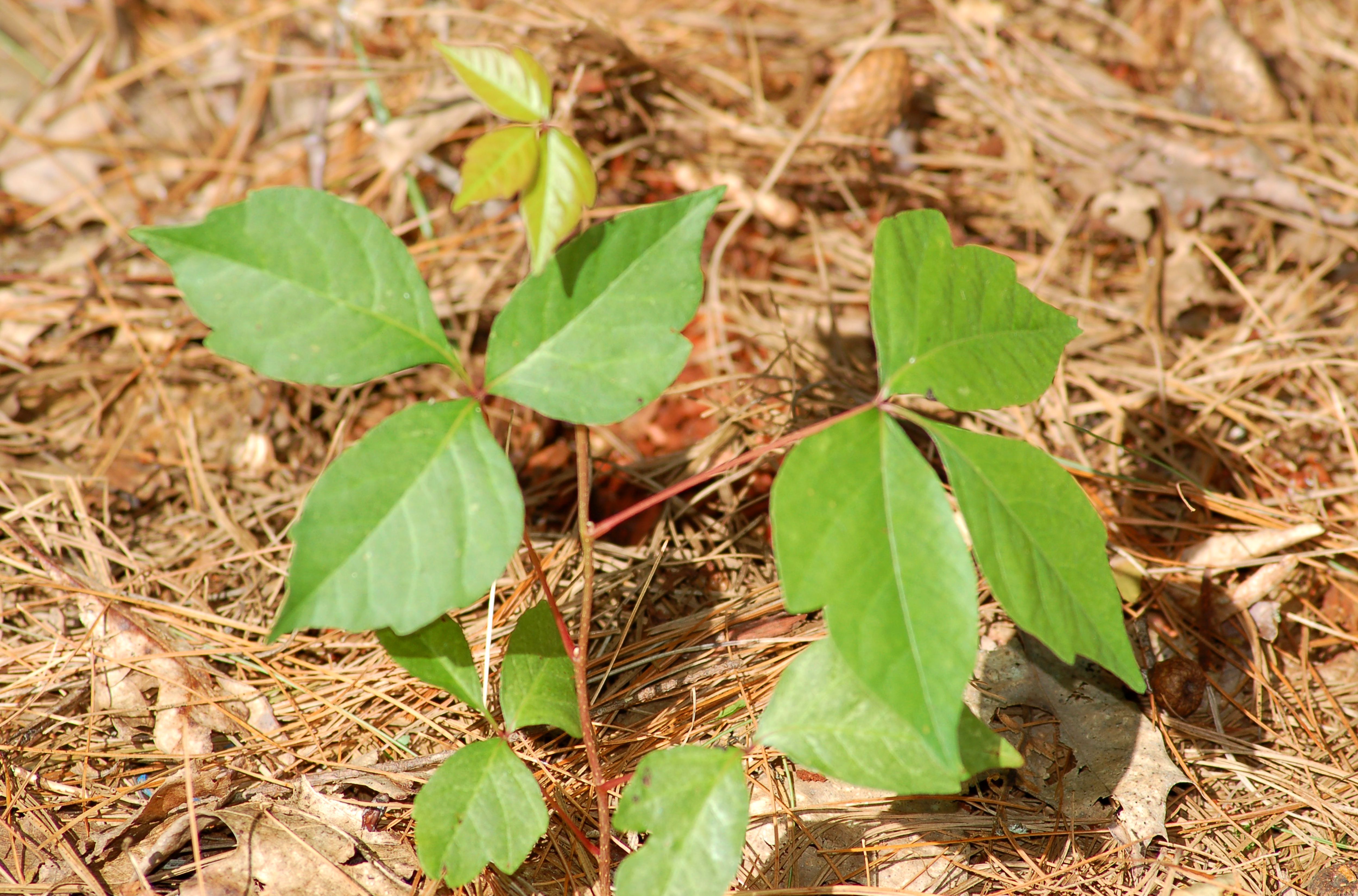 Identify Poison Ivy With These Photos