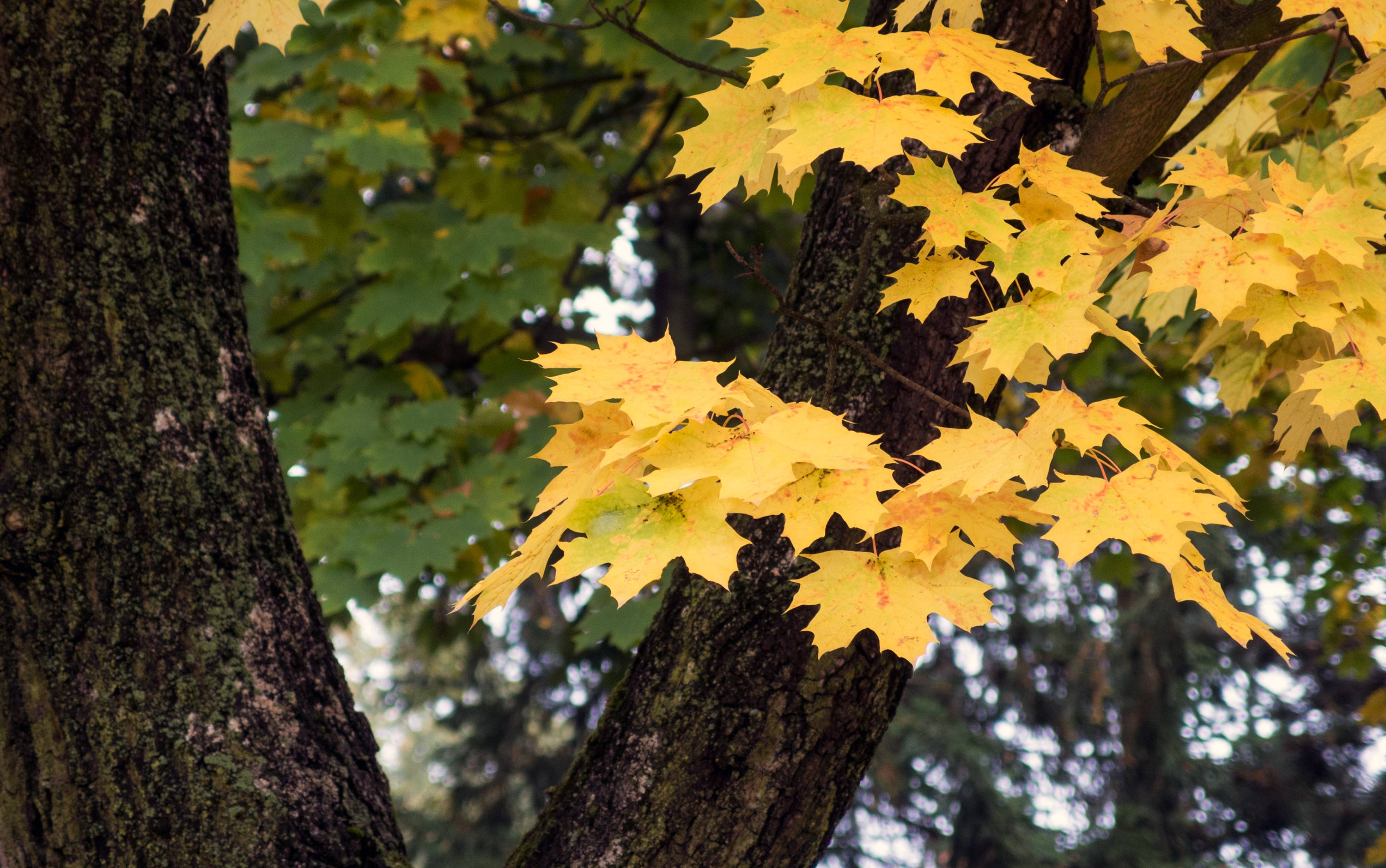 Free Image: Autumn Leaves | Libreshot Public Domain Photos