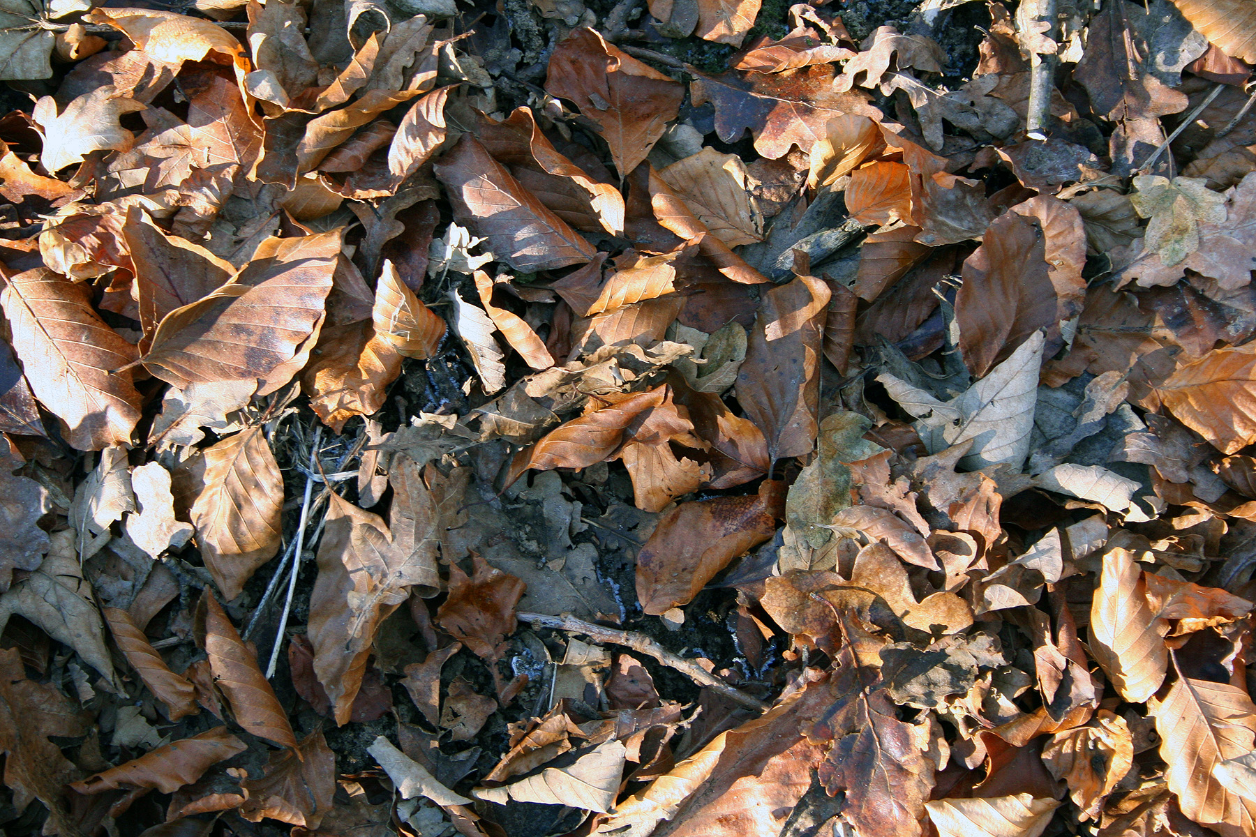 Leaves, Fall, Old, Rotten, HQ Photo