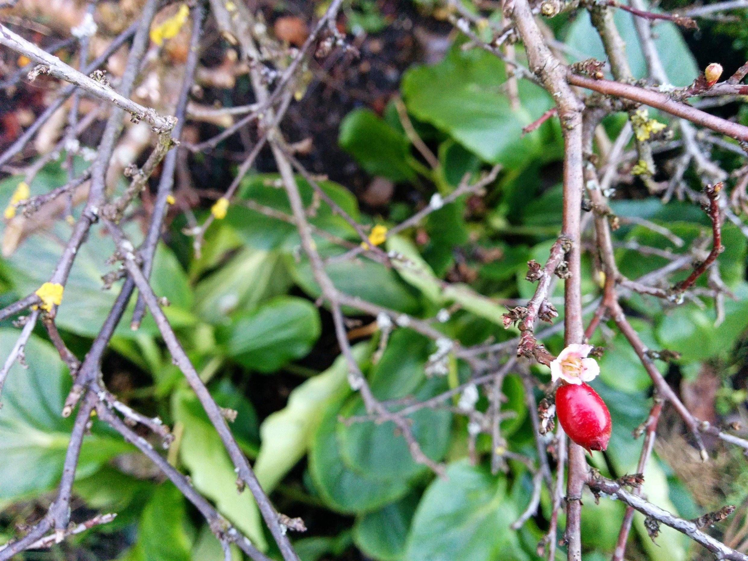 identification - Identify deciduous shrub with small red berries and ...