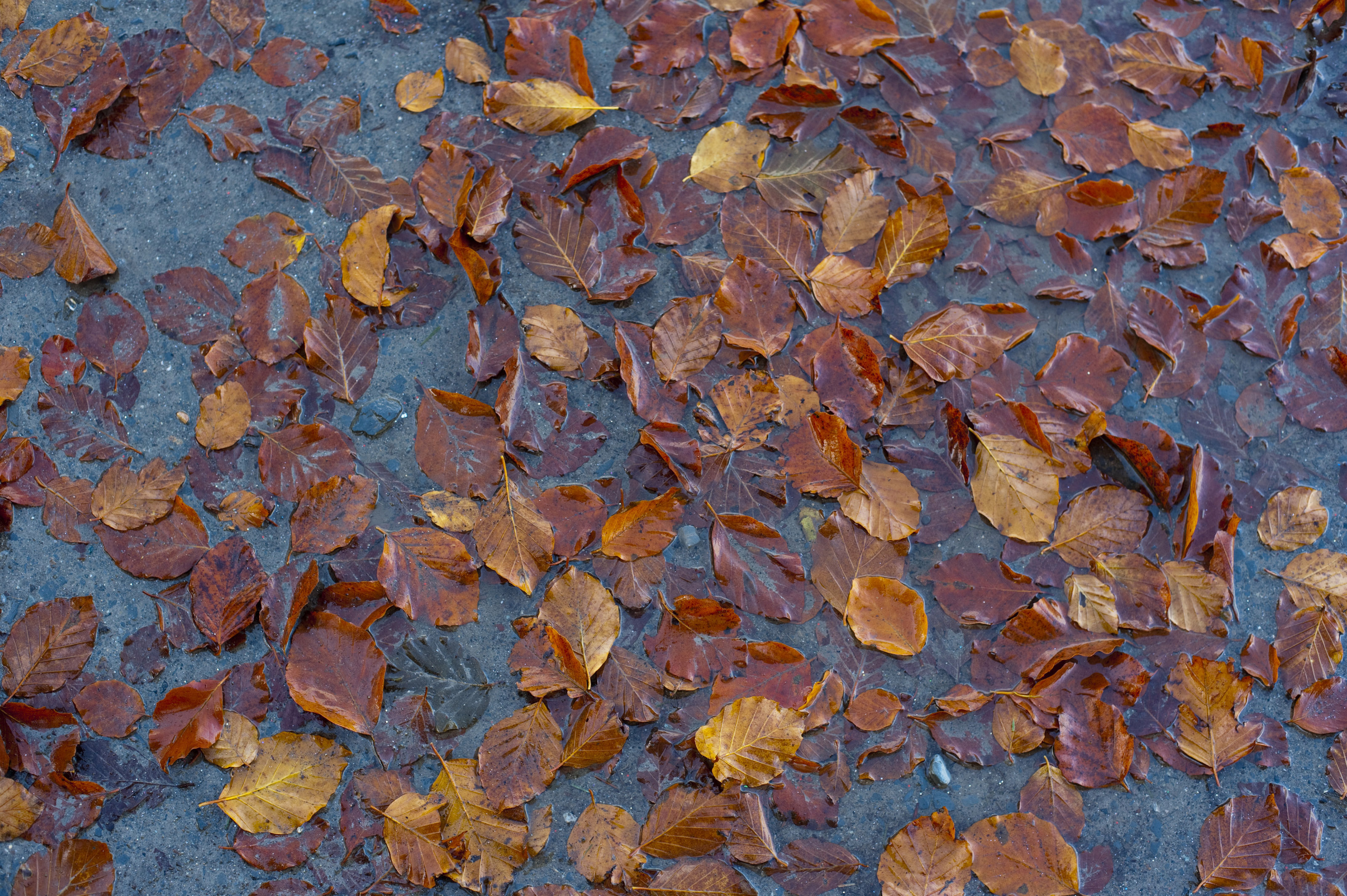 Free Stock Photo 5168 Autumn Leaves In Water | freeimageslive