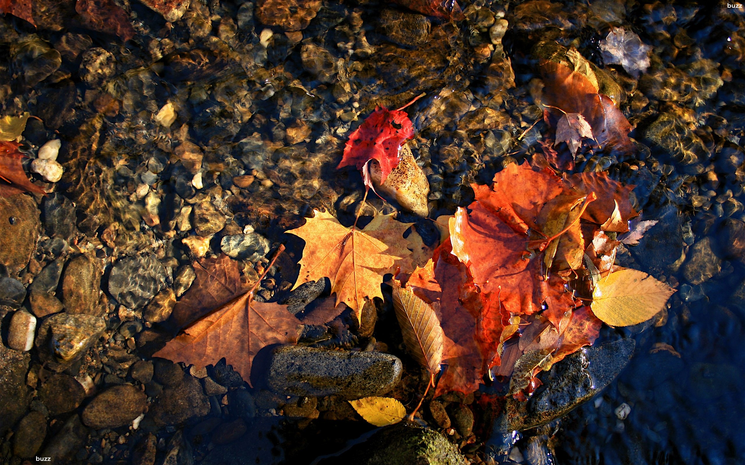 Leaves in water HD Wallpaper