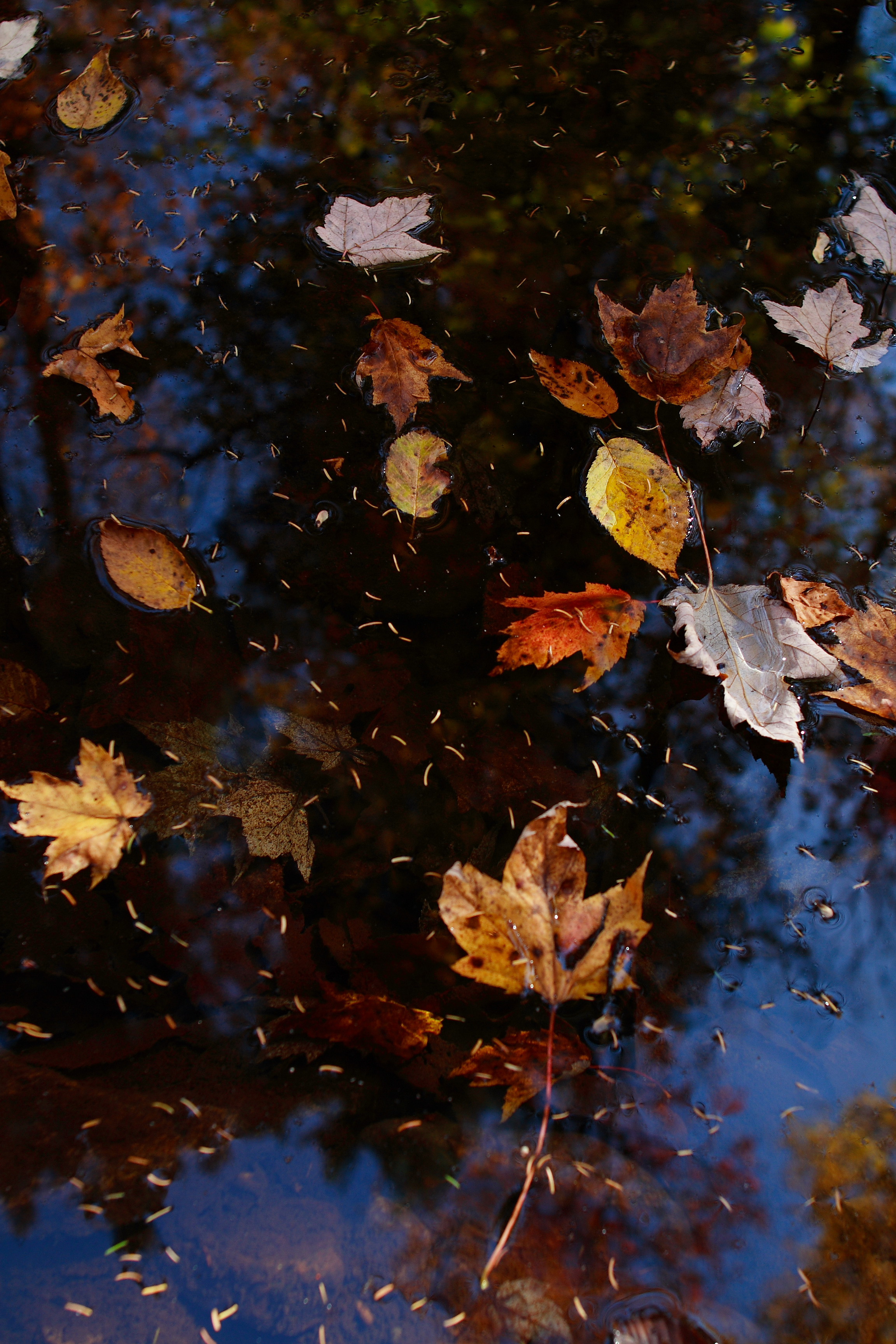Water Creek Leaves Fall | Foliage| Free Nature Pictures by ...