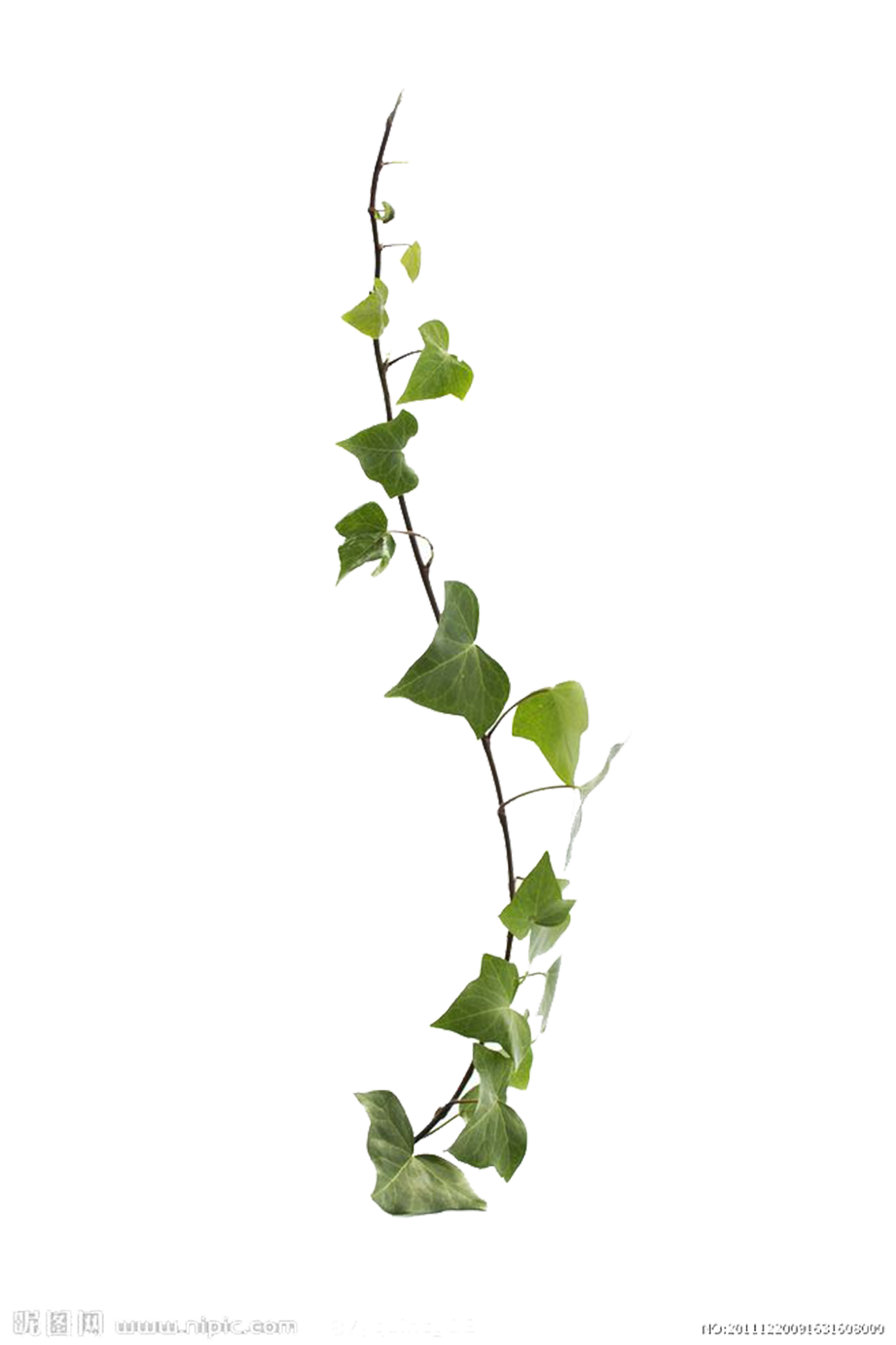 Common ivy Virginia creeper Vine Leaf Plant - Vines are available ...