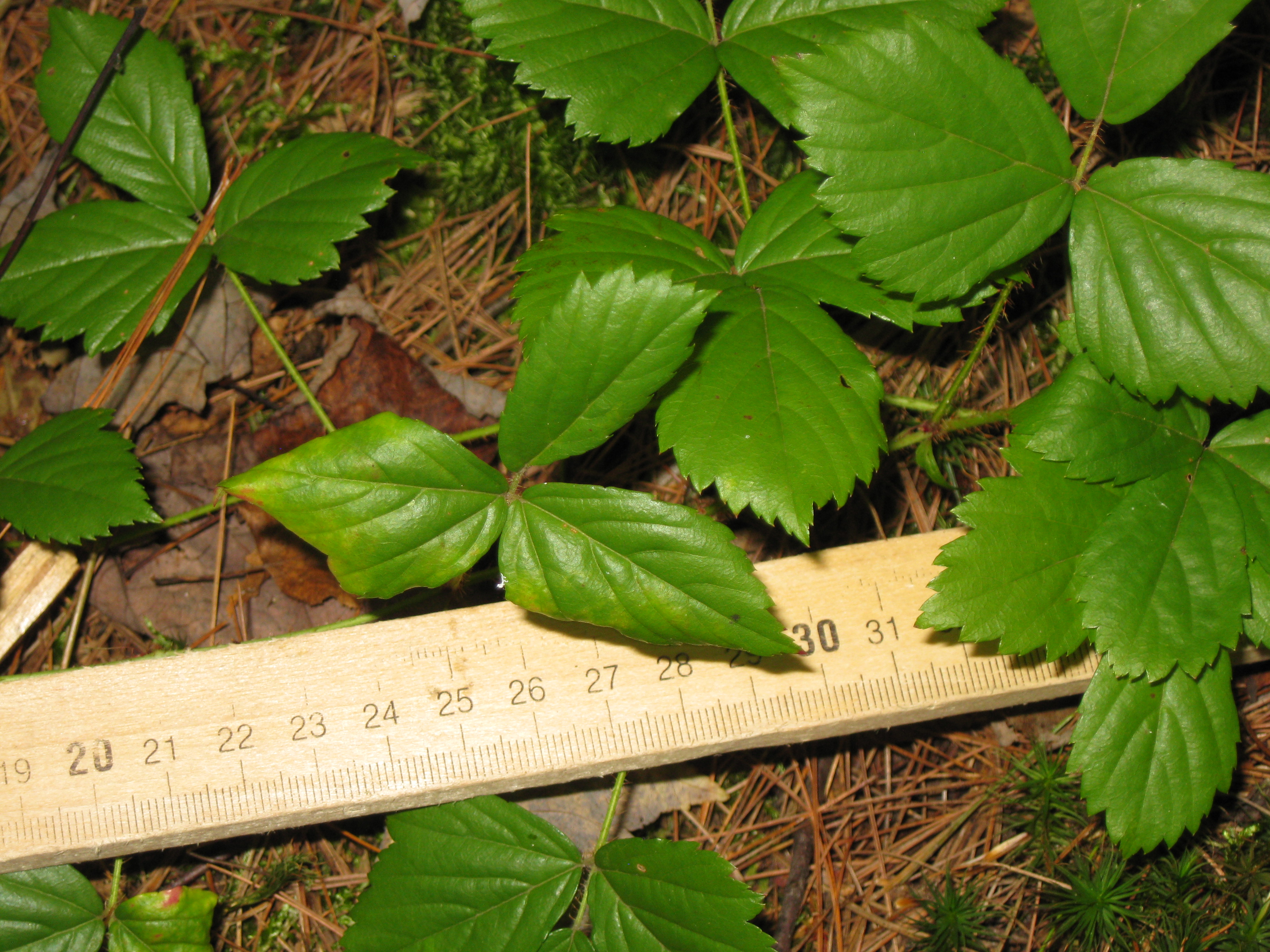 Species Parthenocissus quinquefolia was not found by 71pa1 on 2011 ...