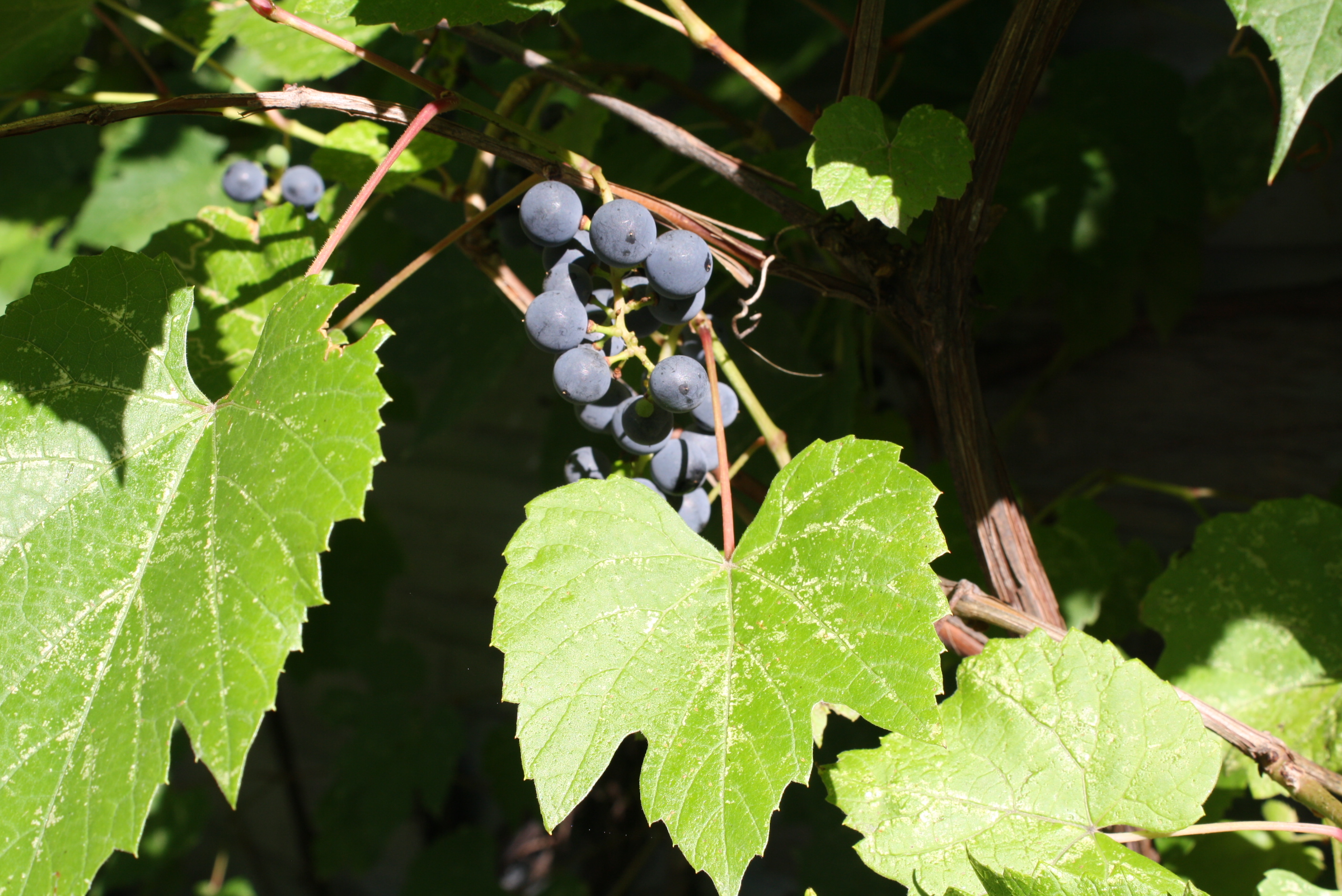 Grapes Or Virginia Creeper – Home & Family