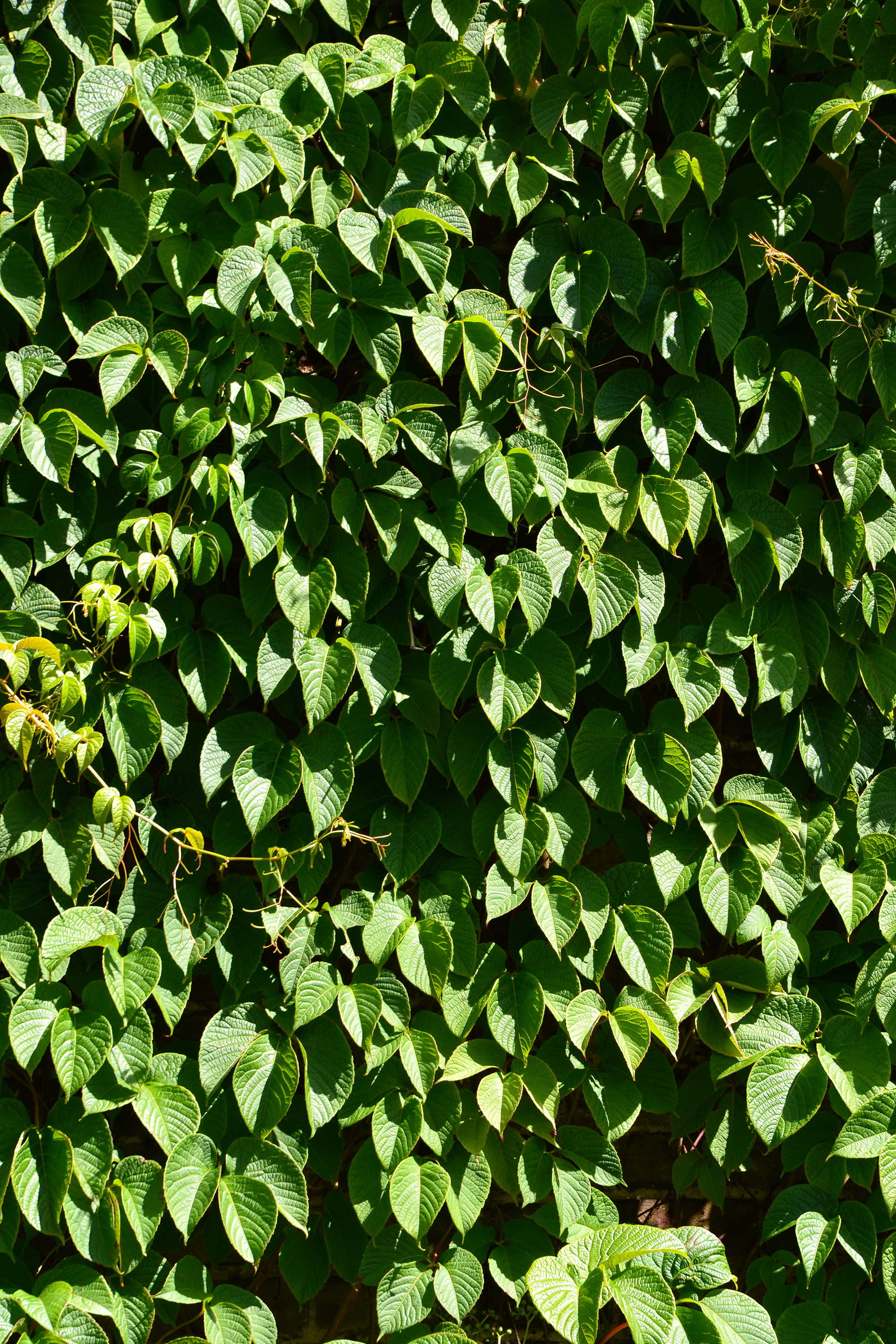 Leaves of creeper, Attached, Ivy, Vine, Vigorous, HQ Photo
