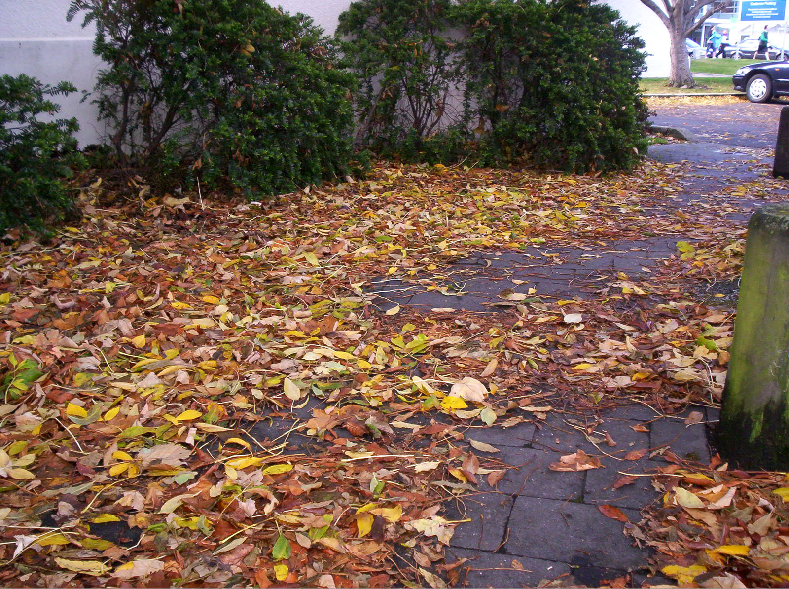 Leaves, Autumn, Bspo06, Carpark, Hues, HQ Photo