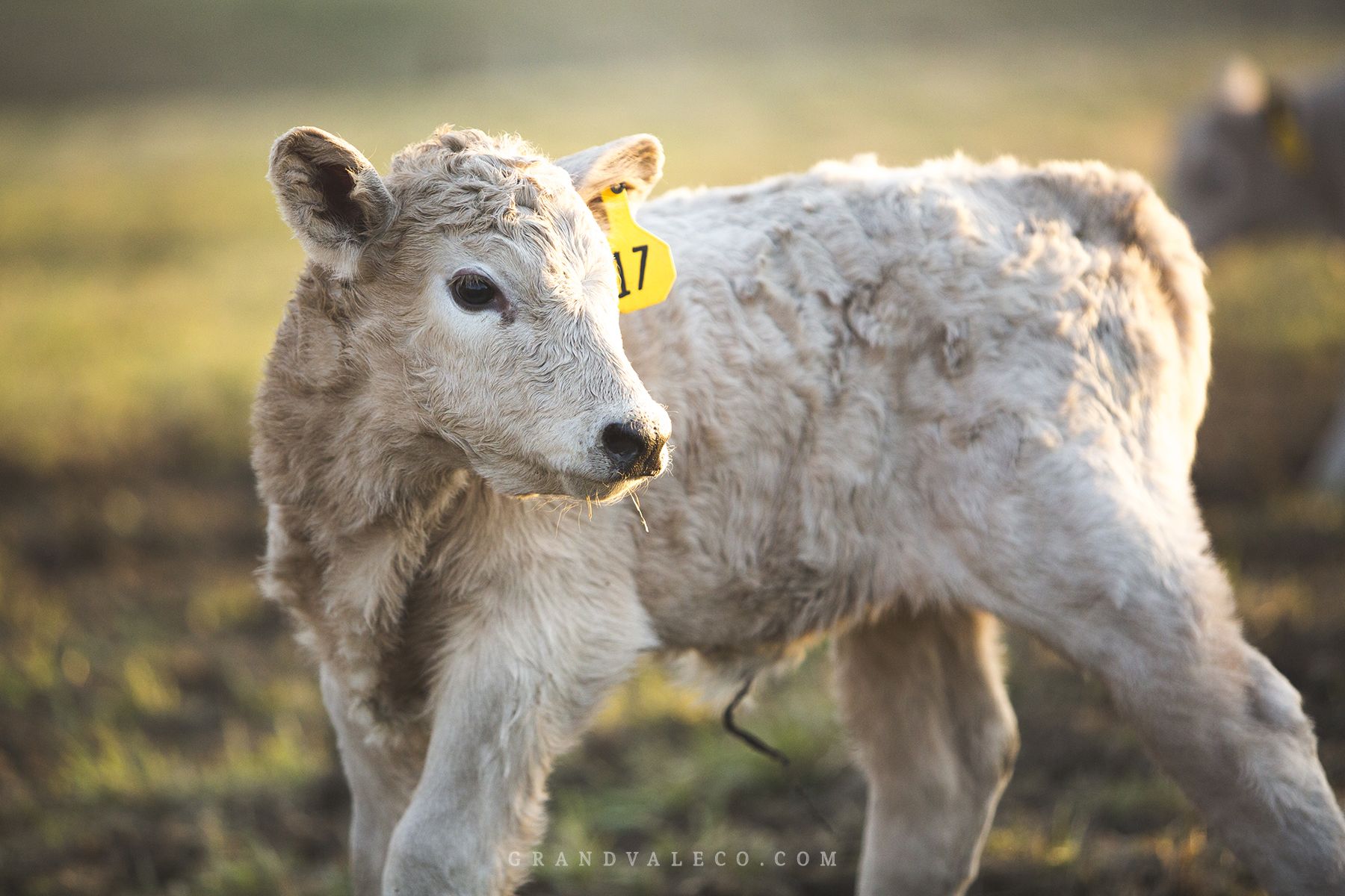 Lookin' at Calf Photos, Thinkin' about Spring | Cattle