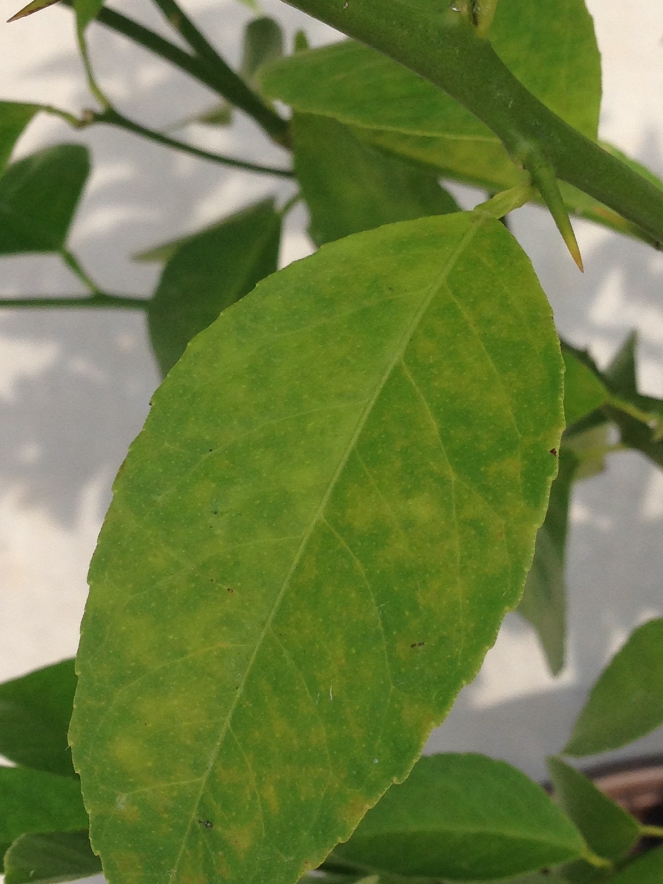 Yellow spotted lemon tree leaves - Ask an Expert